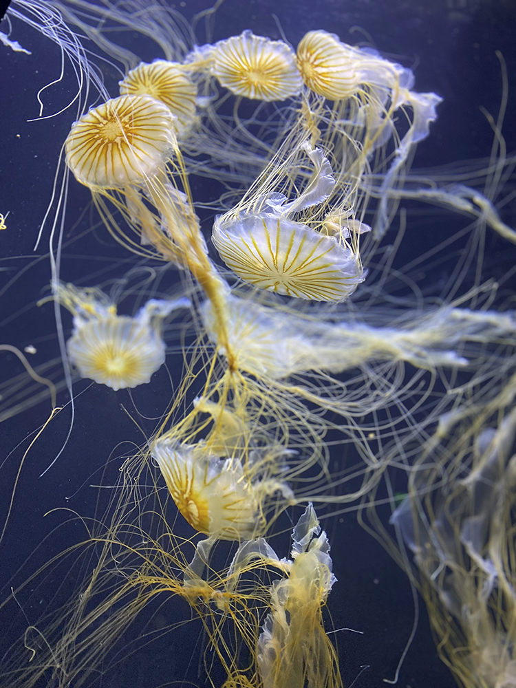 A group of yellow and white jellyfish swim in a tank.