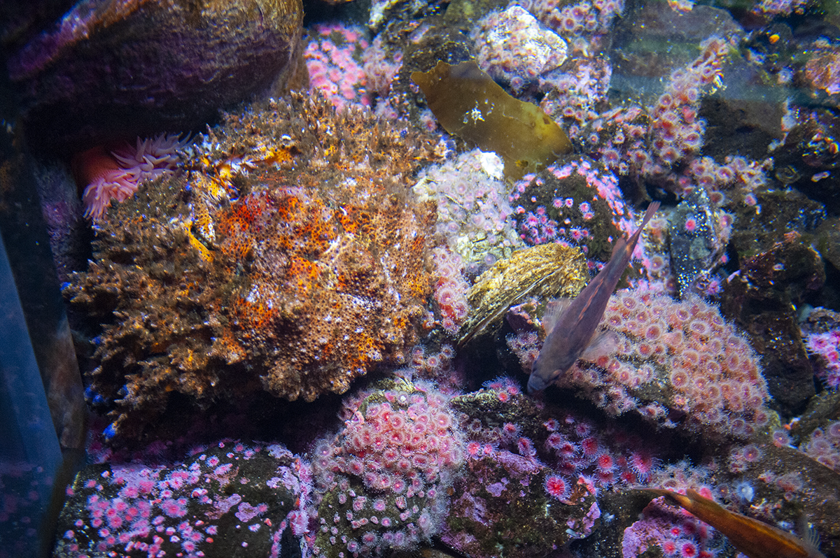 An underwater reef with fish and other purple and pink marine animals.