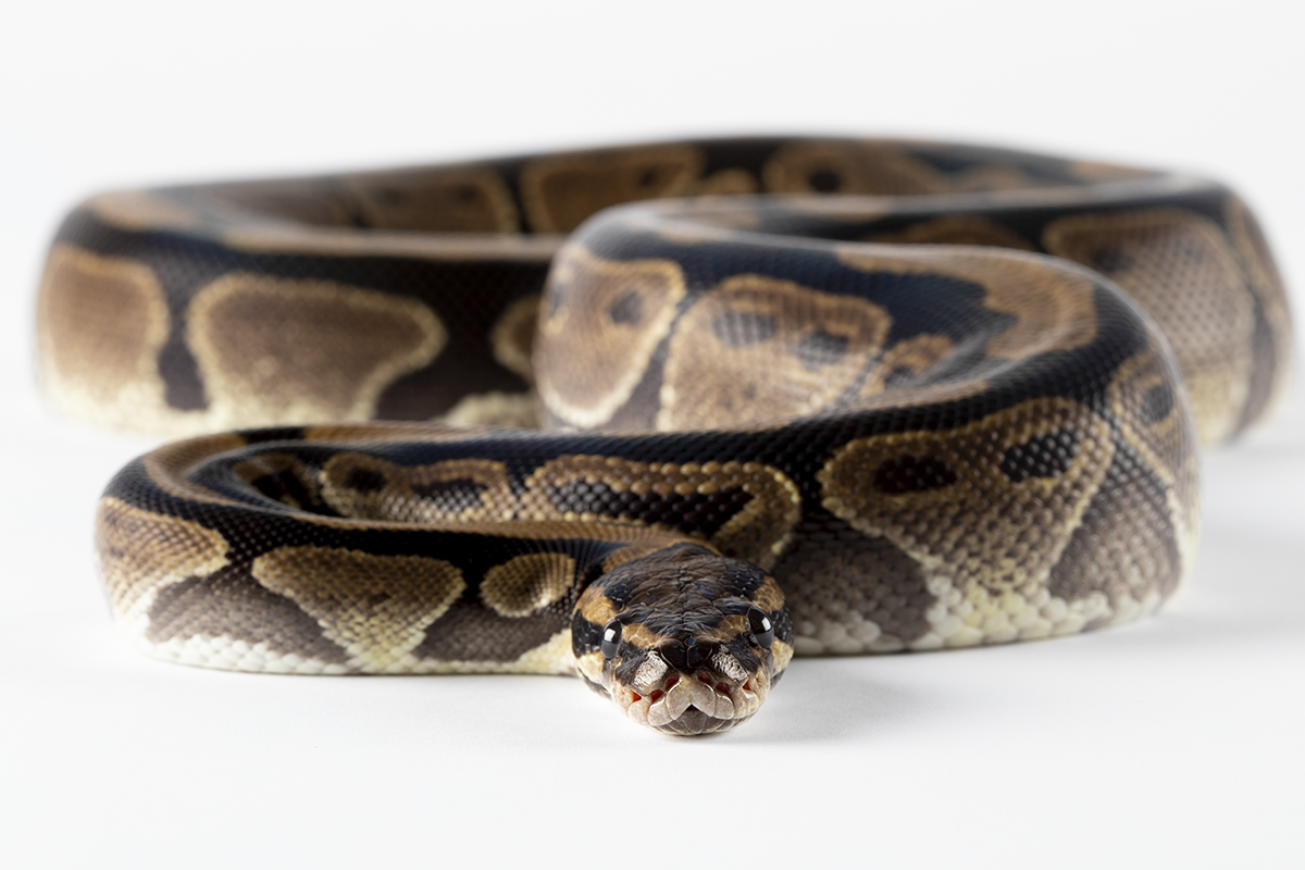 A coiled brown and black snake with its head facing the camera.