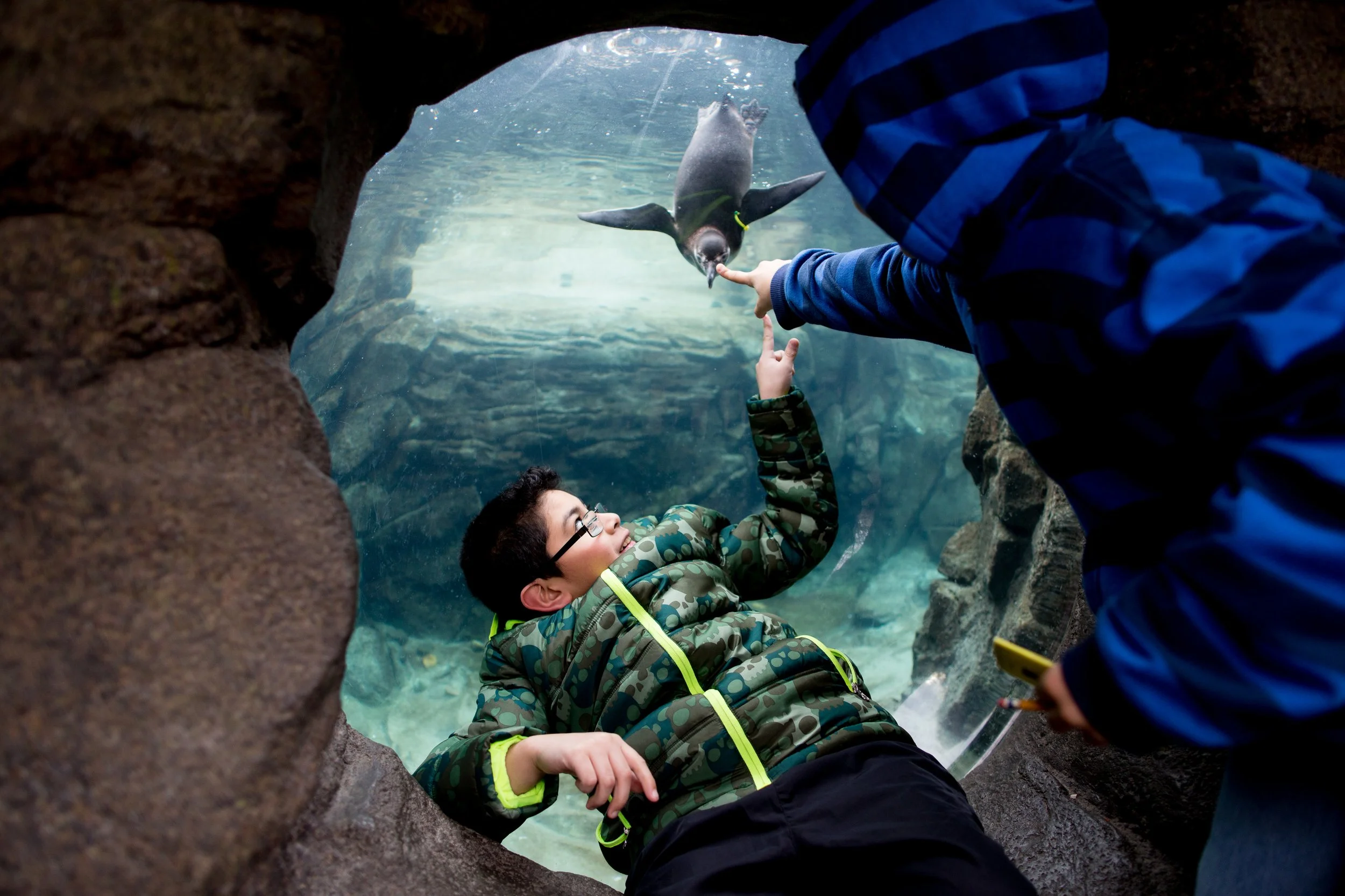 A child and parent point to a penguin swimming underwater.