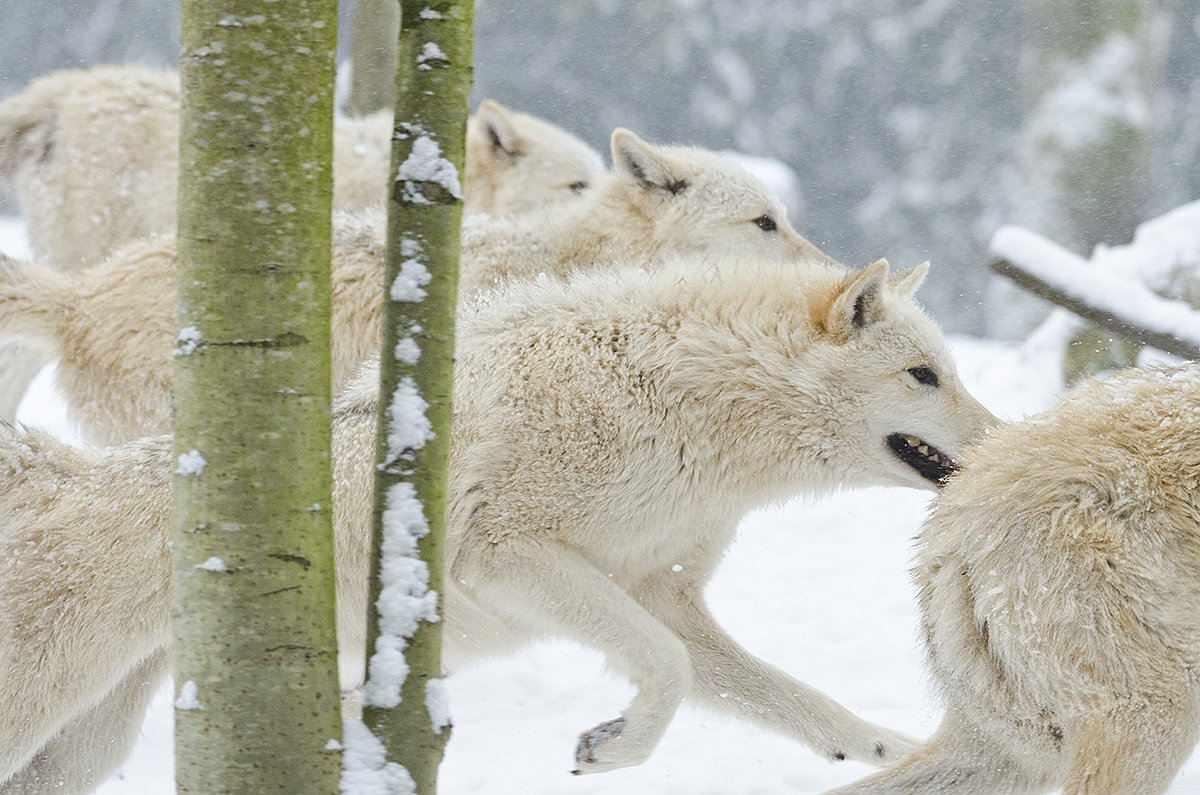 A pack of white wolves run through a snowy forest.
