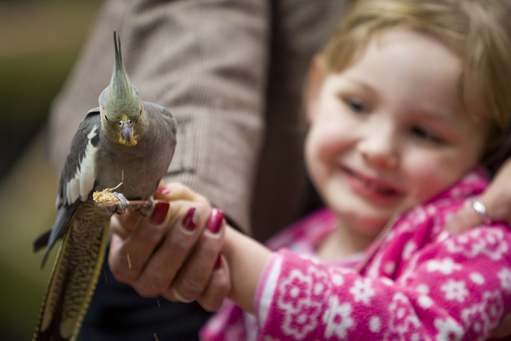 A child in a pink jacket holds a stick where a colorful bird is perched.