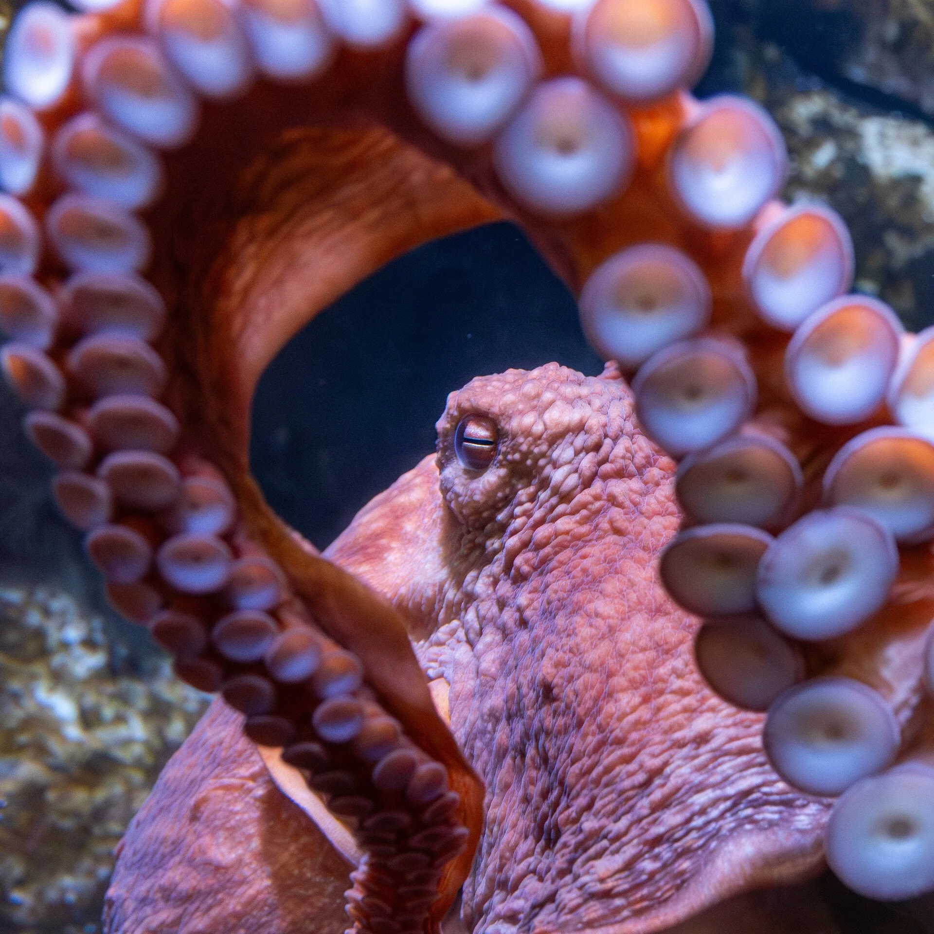 A giant Pacific red octopus is featured up close showcasing their suckers and half of their head
