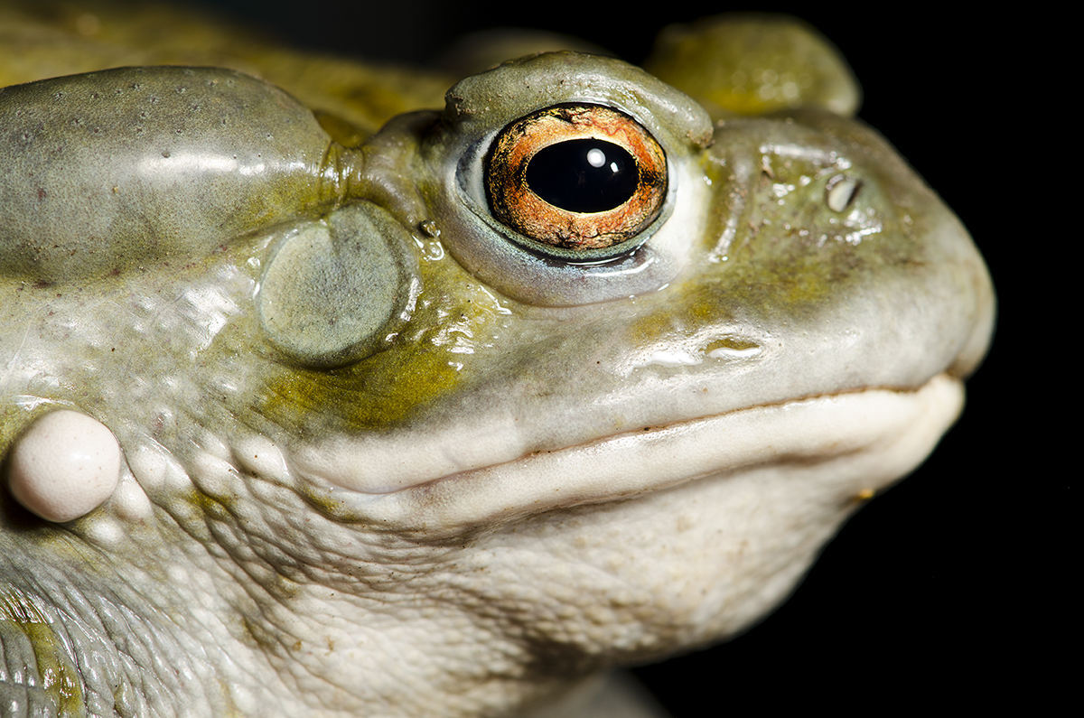 A green frog with yellow eyes sits.
