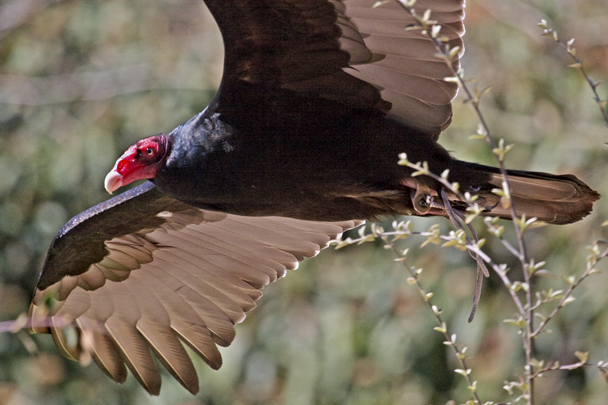 A turkey vulture spreads its wings in flight.