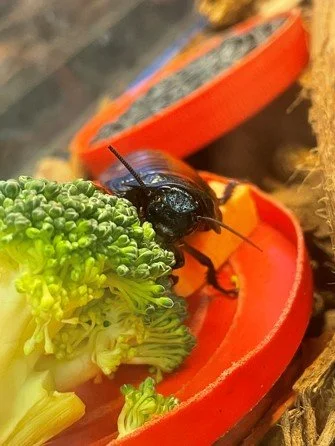 Racine Zoo MH Cockroach.jpeg.jpg