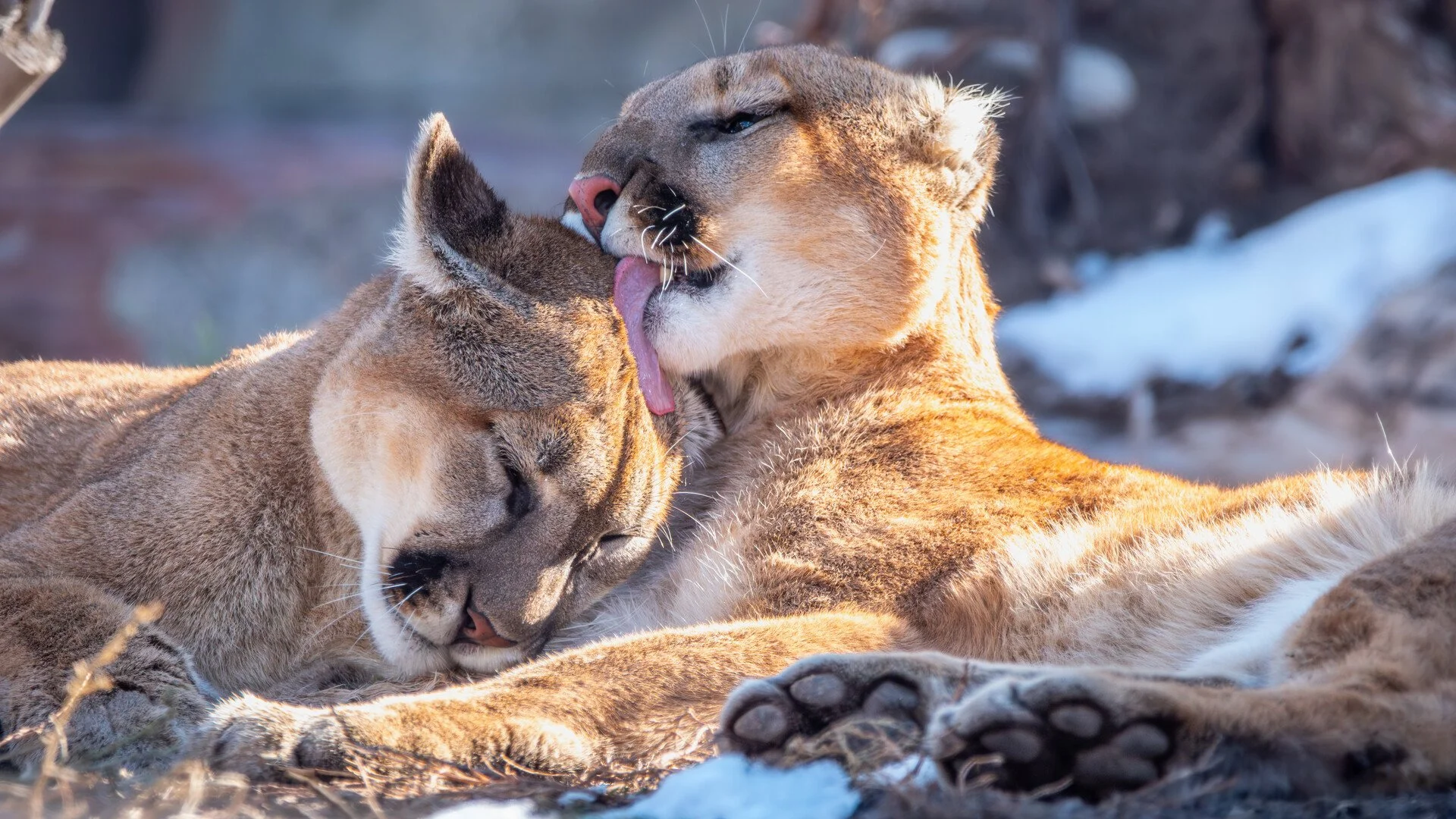 two mountain lions nuzzle into each other