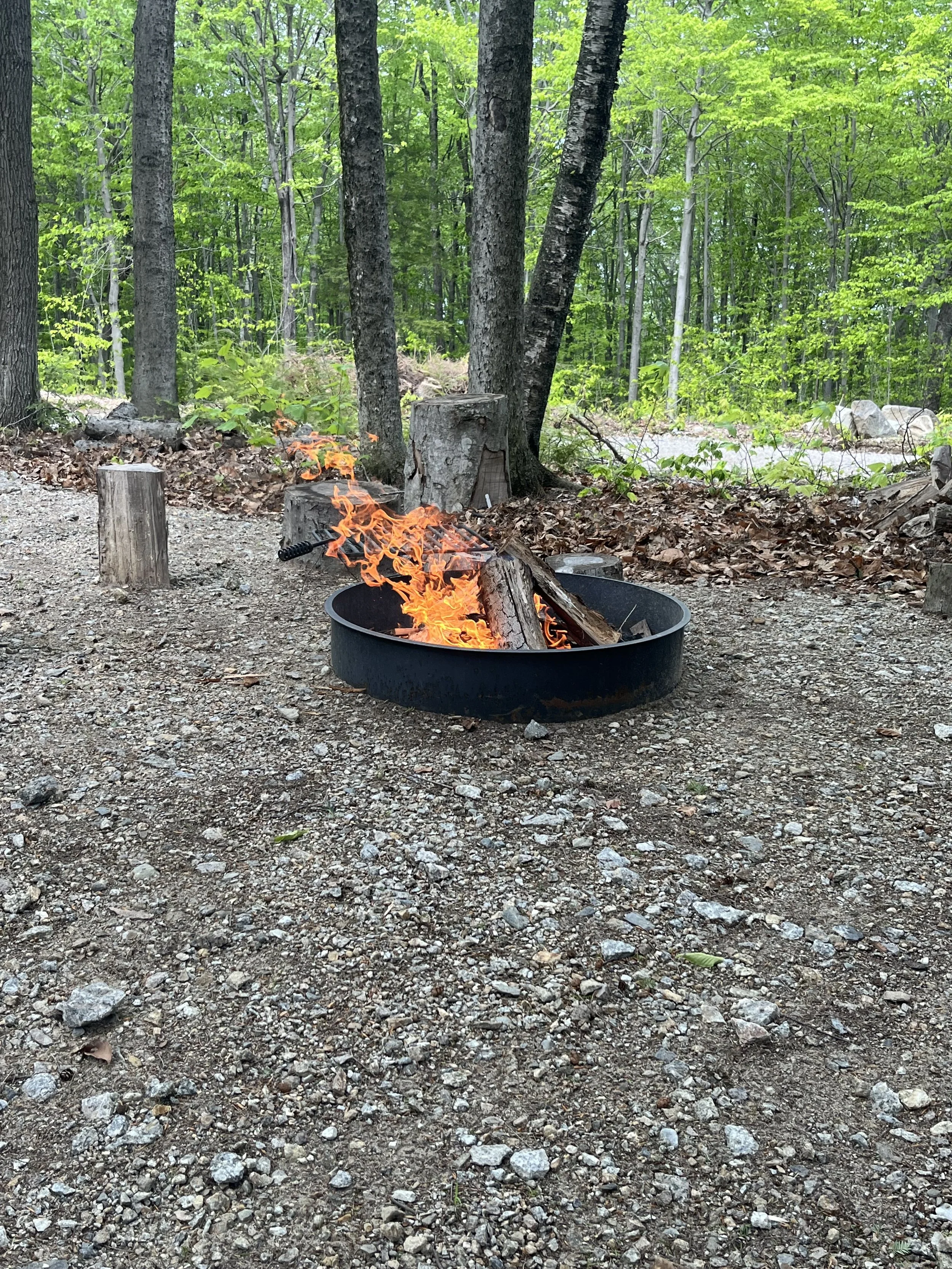 Short Wood - Half Cord (great for campfires and small wood stoves)