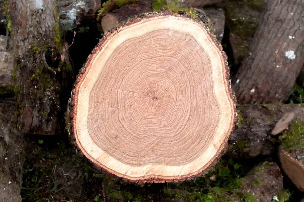Ruby Red - 100% Red Oak - Dry - Half Cord Firewood - Aged 30+ months - (Limited Supply)