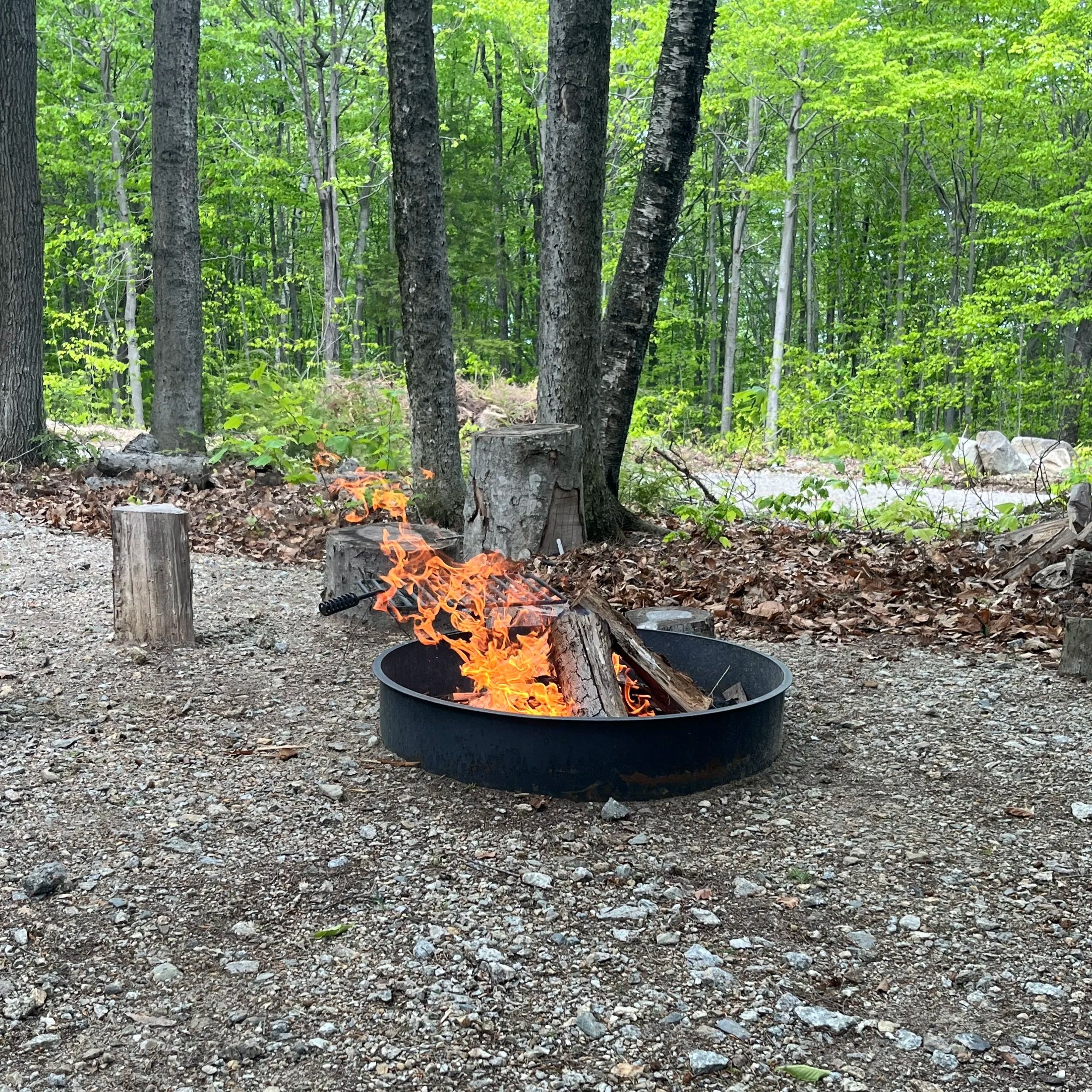 short+wood.jpg