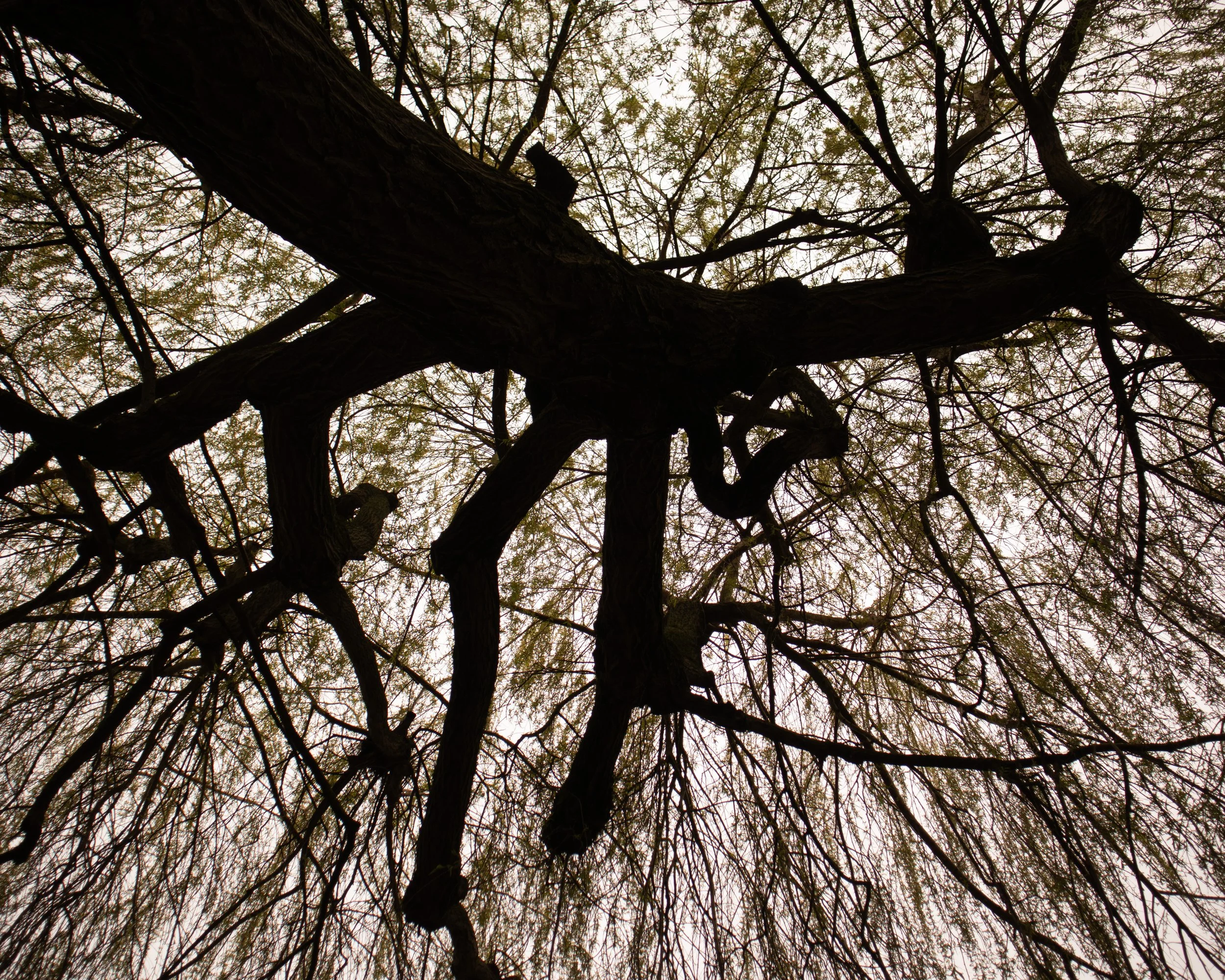 tree, nature photography