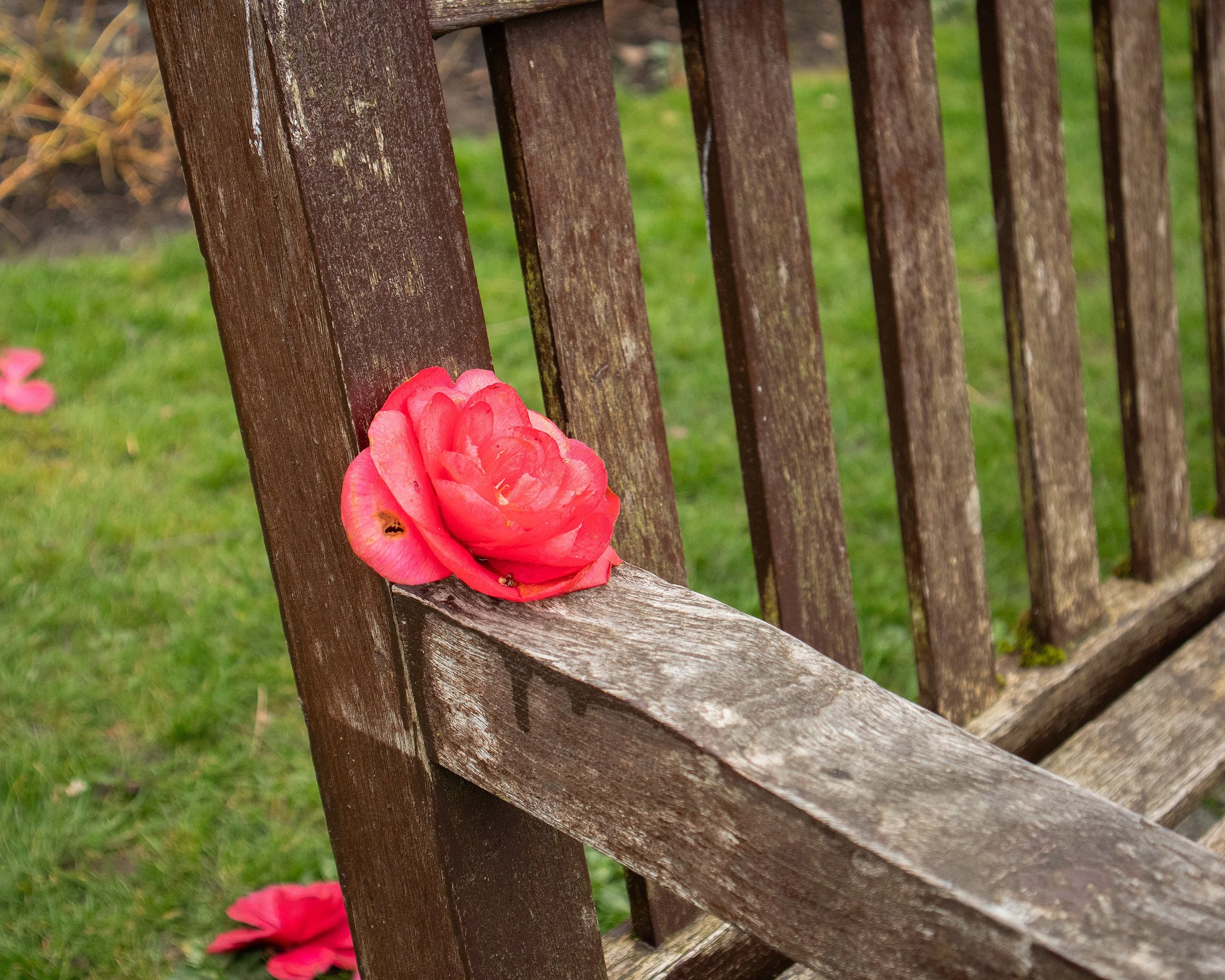 flower photography