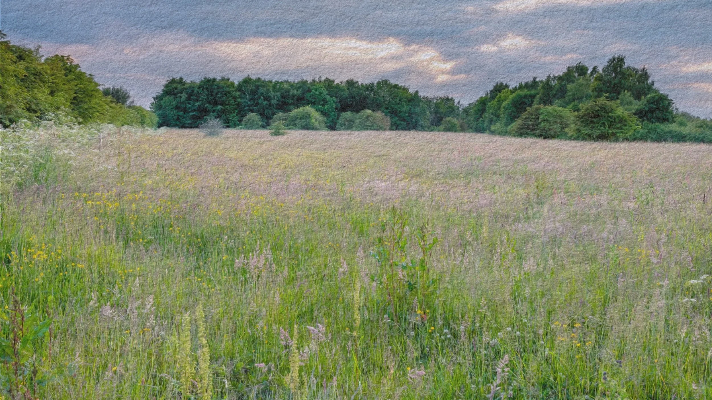 A wide open grassy field with wildflowers, bordered by trees in the background. Overcast sky.