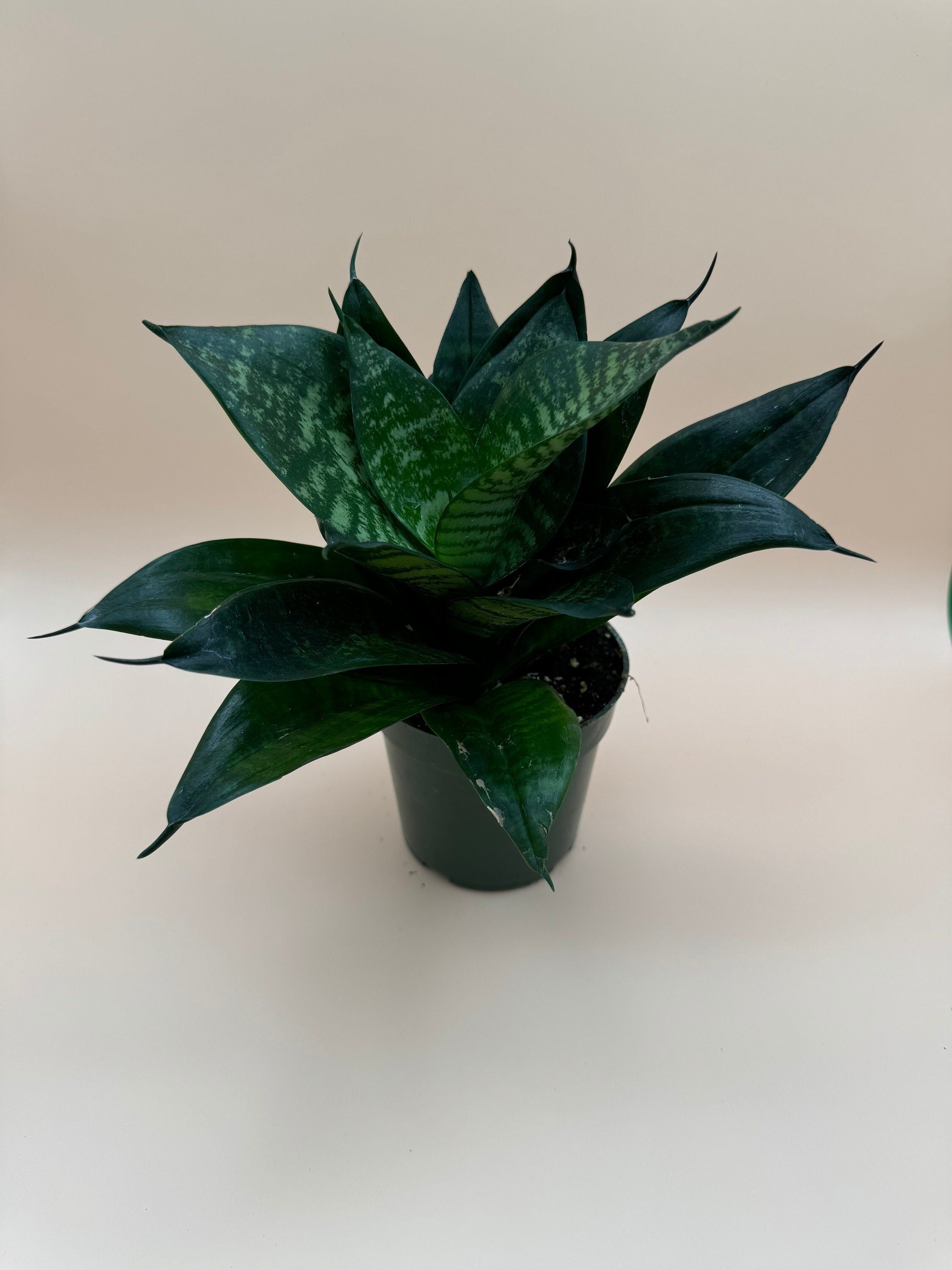 https://i.etsystatic.com/52740859/r/il/d52404/6104988708/il_fullxfull.6104988708_nvnr.jpg