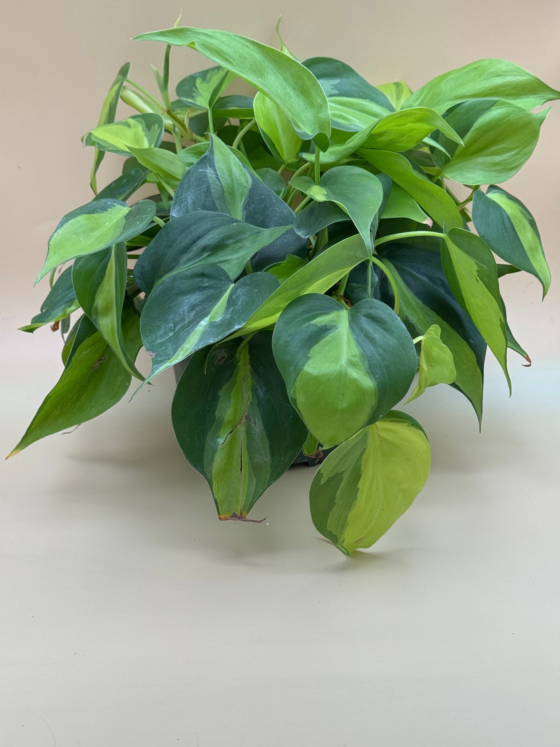 https://i.etsystatic.com/52740859/r/il/20a1b8/6104987454/il_fullxfull.6104987454_pgeb.jpg