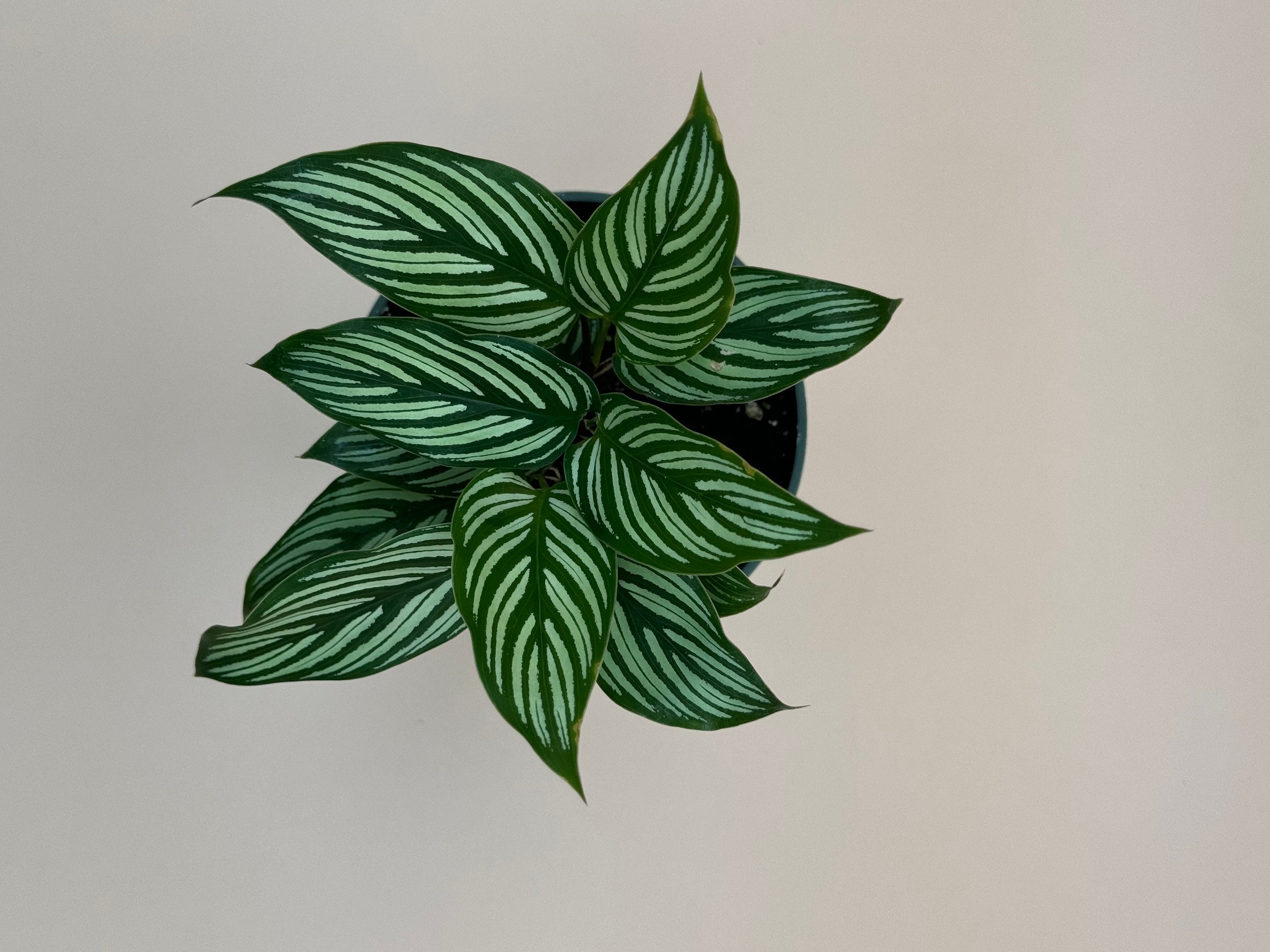 https://i.etsystatic.com/52740859/r/il/c7e2f4/6090134568/il_fullxfull.6090134568_cxr9.jpg