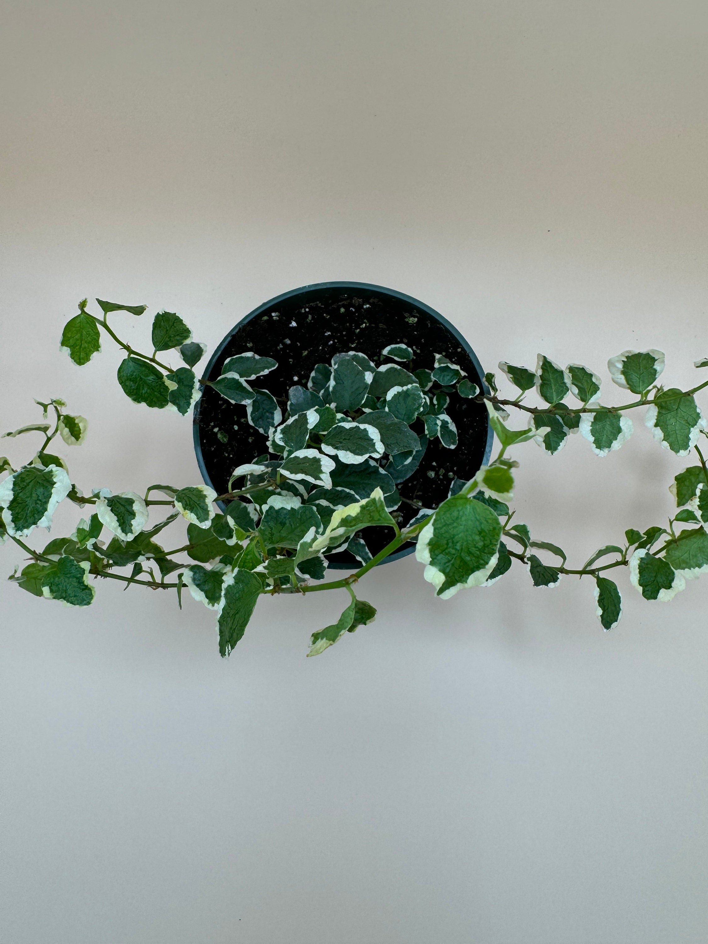 https://i.etsystatic.com/52740859/r/il/6cfc46/6138848747/il_fullxfull.6138848747_ffss.jpg