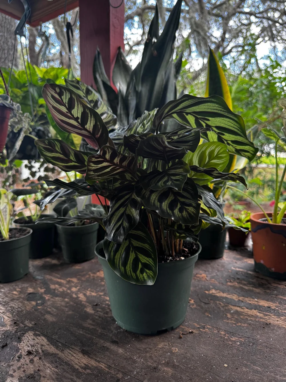 Calathea Makoyana | Peacock Plant | 4 In. Pot | Live Plant | Indoor |  Outdoor  ACM Dream Plants