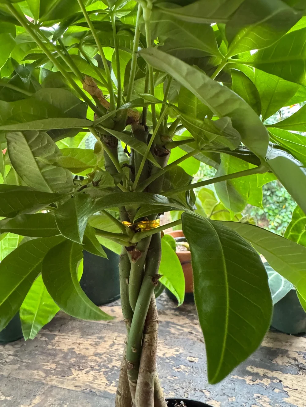 fiddle leaf fig bush Fiddle Leaf Fig 14