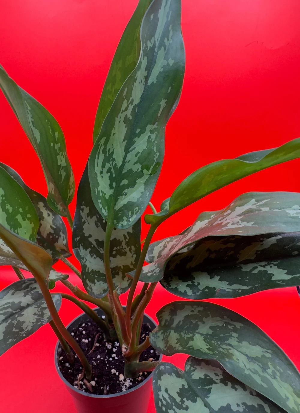 Aglaonema Maria | Chinese Evergreen | 4 Inch Pot | House Plant | Live Plant  | Decoration  ACM Dream Plants
