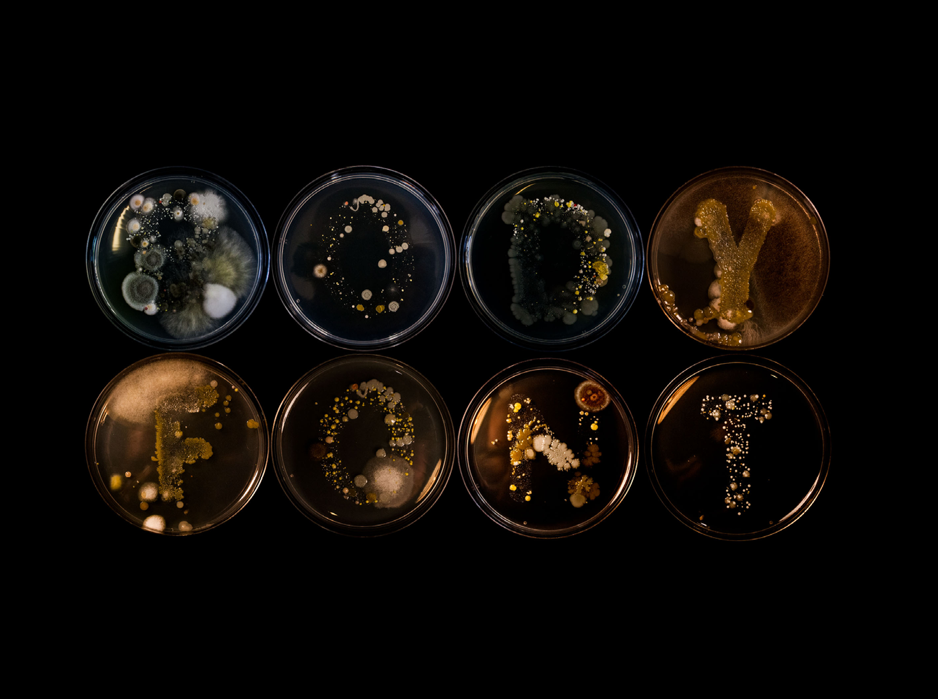 Petri dishes with bacterial colonies spelling "BODY FONT" on a black background.