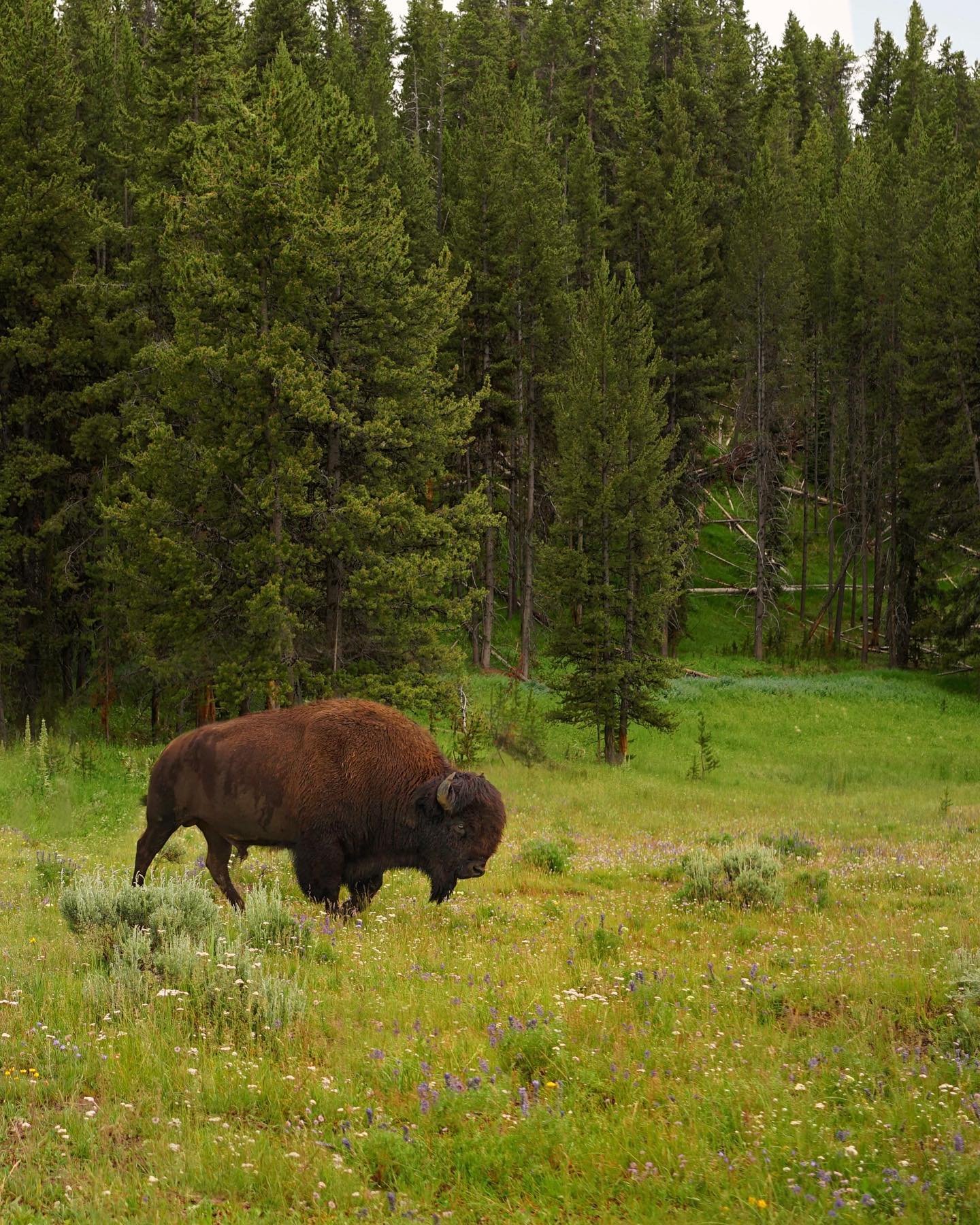 Don&rsquo;t pet the fluffy cows