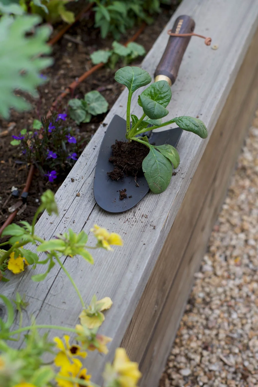 A small plant is being transplanted into a garden bed using a trowel, with flowers and garden soil visible in the background.