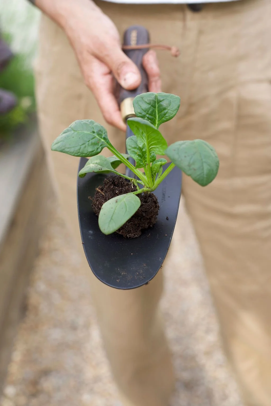 A person holding a small potted plant in a gardening trowel, with a garden background.