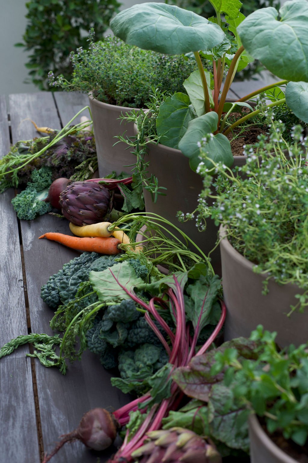 An assortment of fresh vegetables and herbs, including carrots, artichoke, broccoli, Swiss chard, and leafy greens, arranged on a wooden surface beside potted herbs with green leaves.