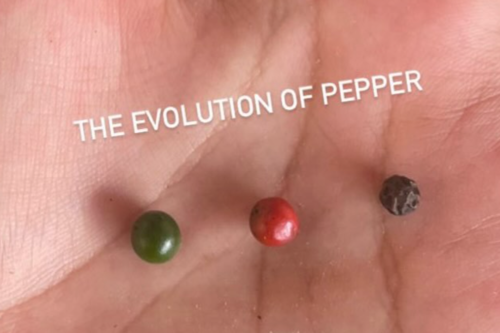 The Evolution of a Peppercorn