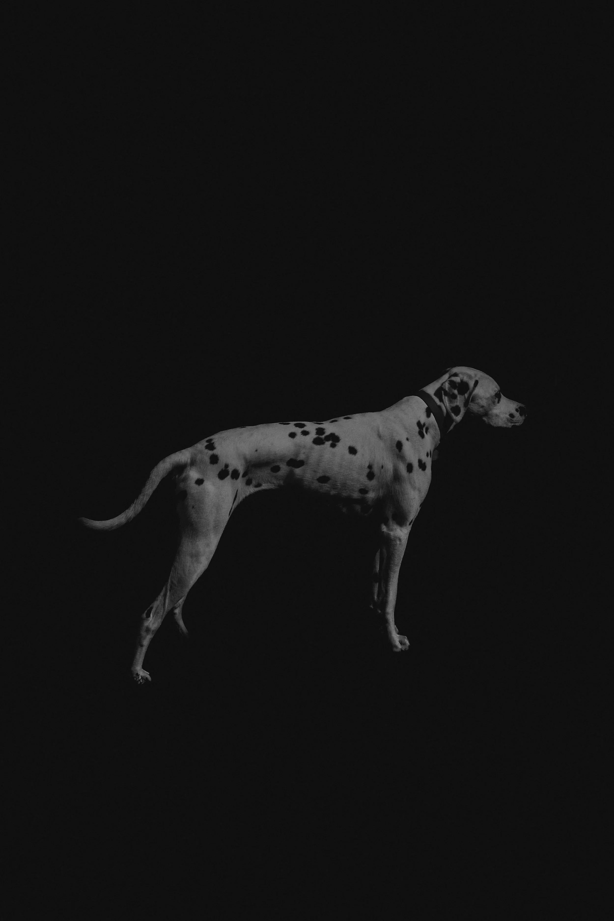 E78D0800-5F4B-4054-9F94-FA9D282AEDD5.jpg