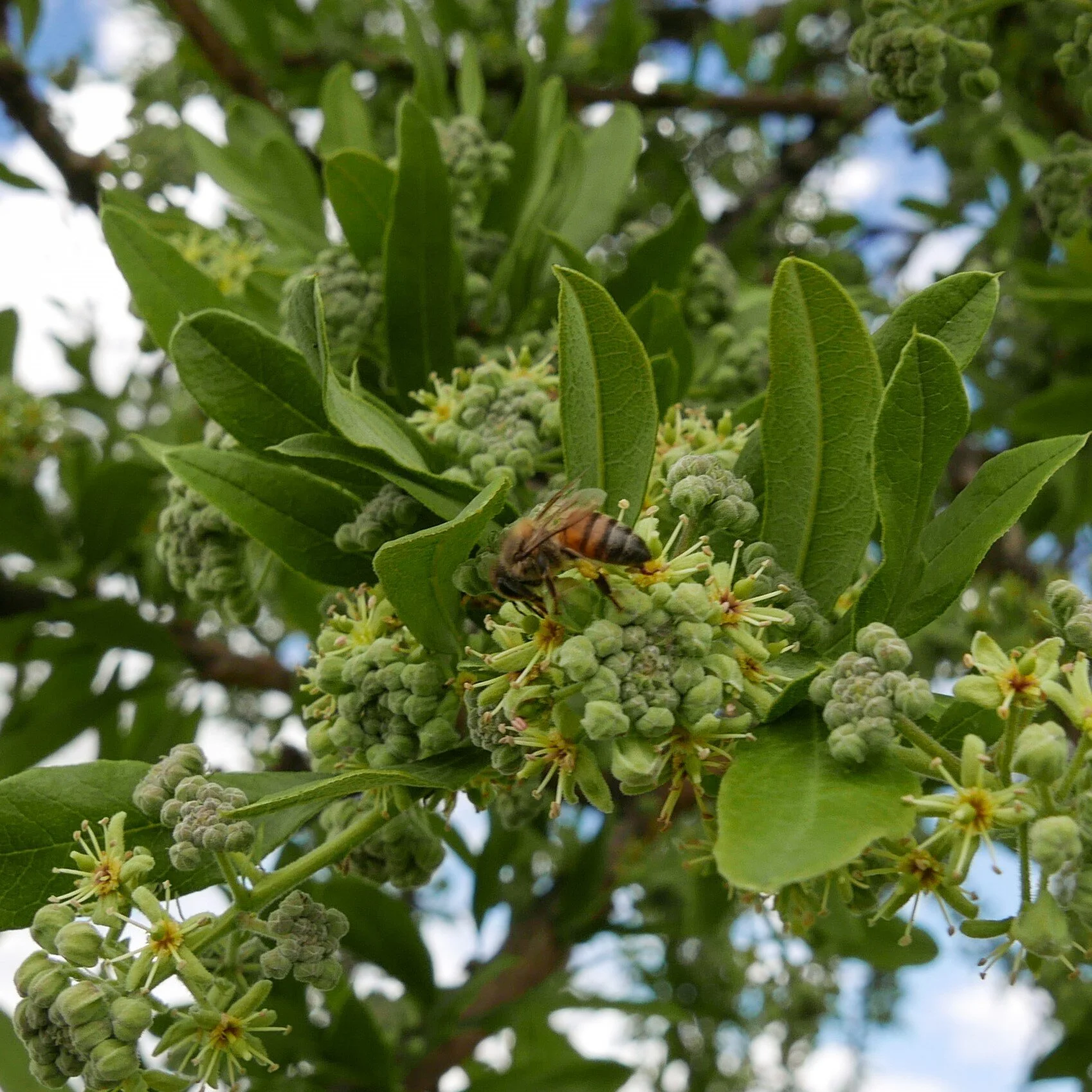 The Native Bees of Tanzania