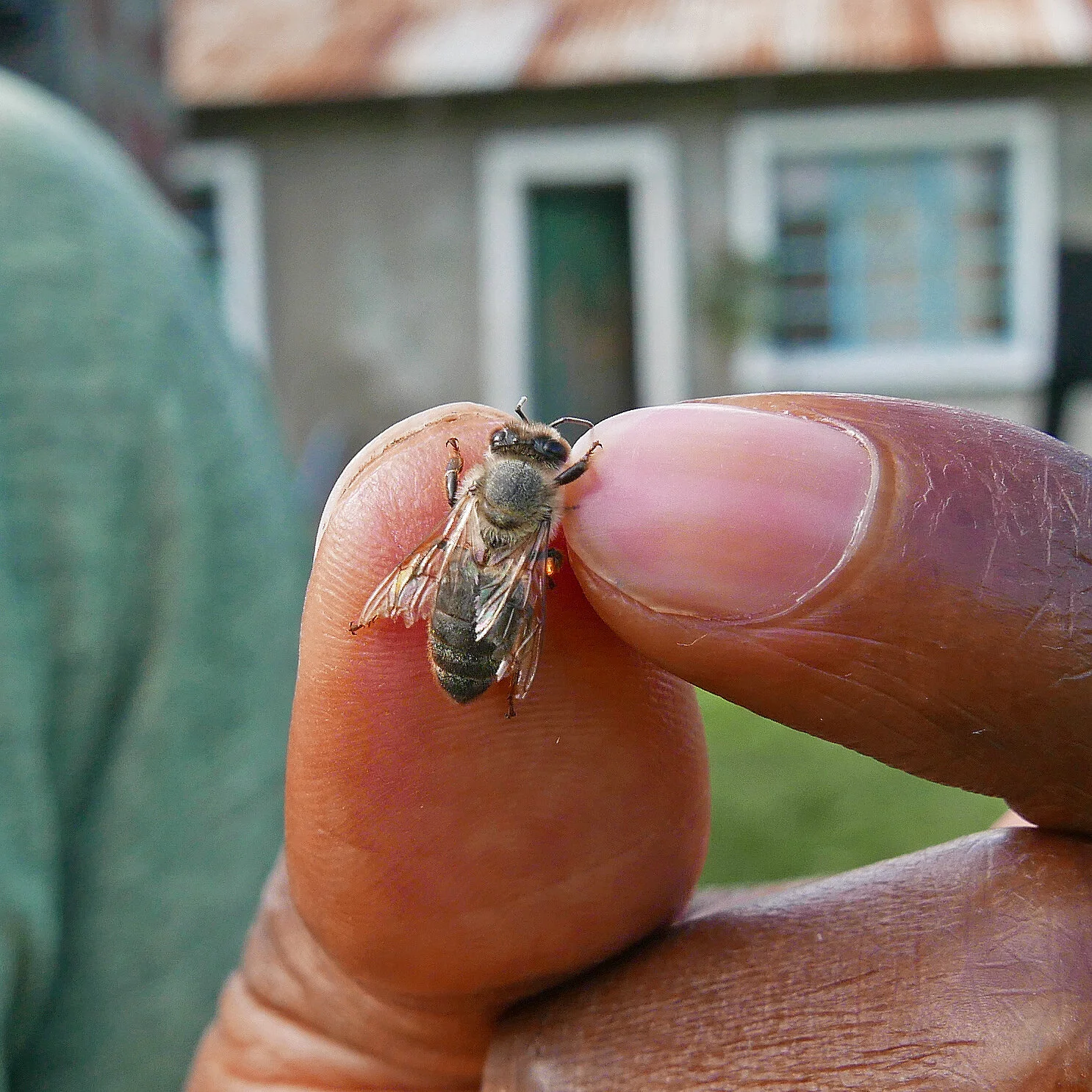 Honey Bee Paralysis