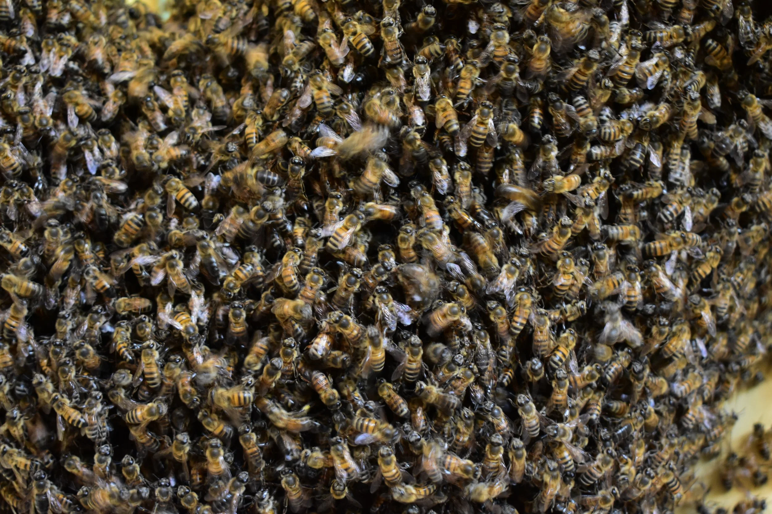 The Story Behind "Killer Bees"