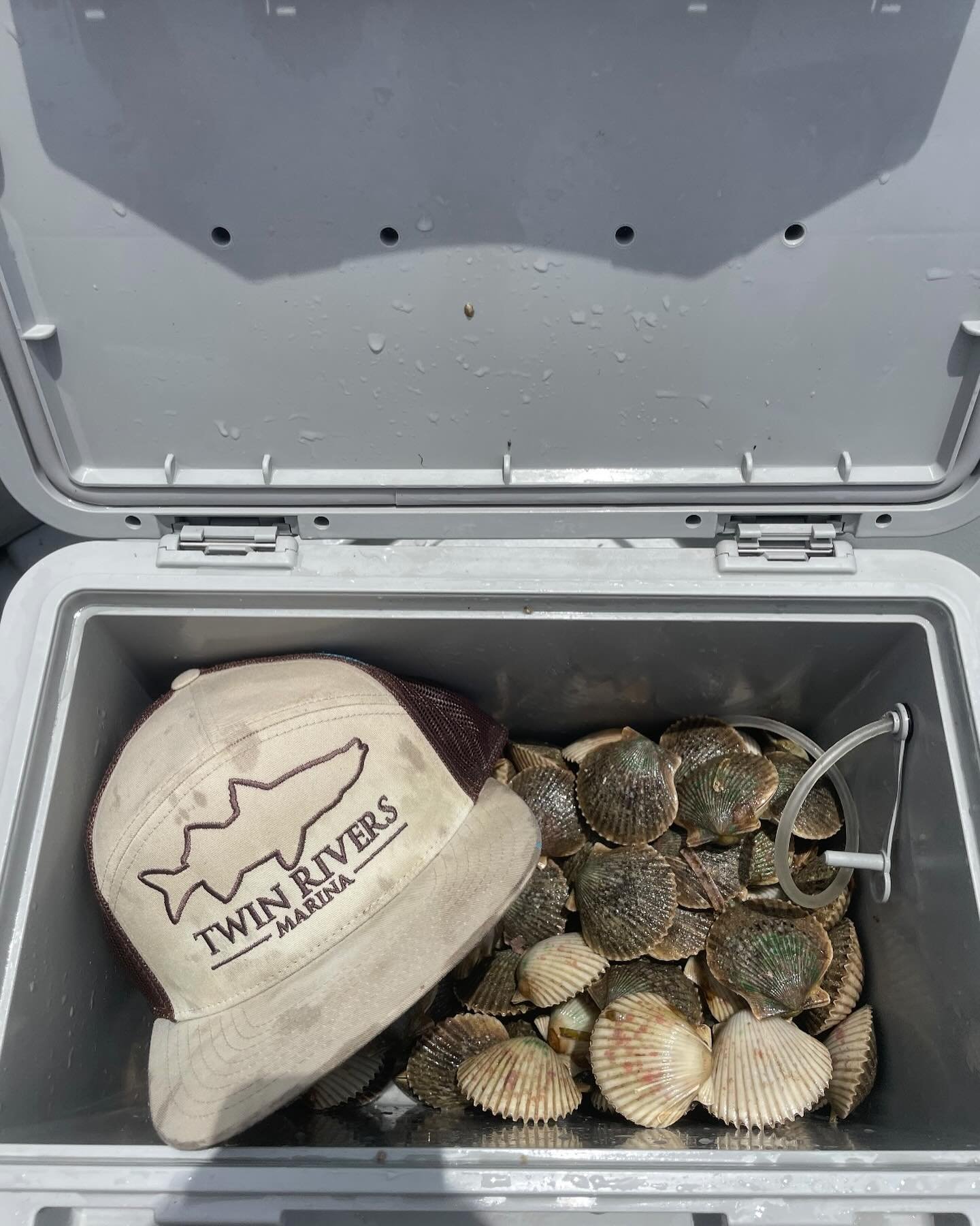 The scallops are everywhere! Book a rental boat today to see for yourself! 🌴 352-795-3552 #crystalriverfl #crystalriverflorida #scalloping2025 #scallopseason #scallopflorida