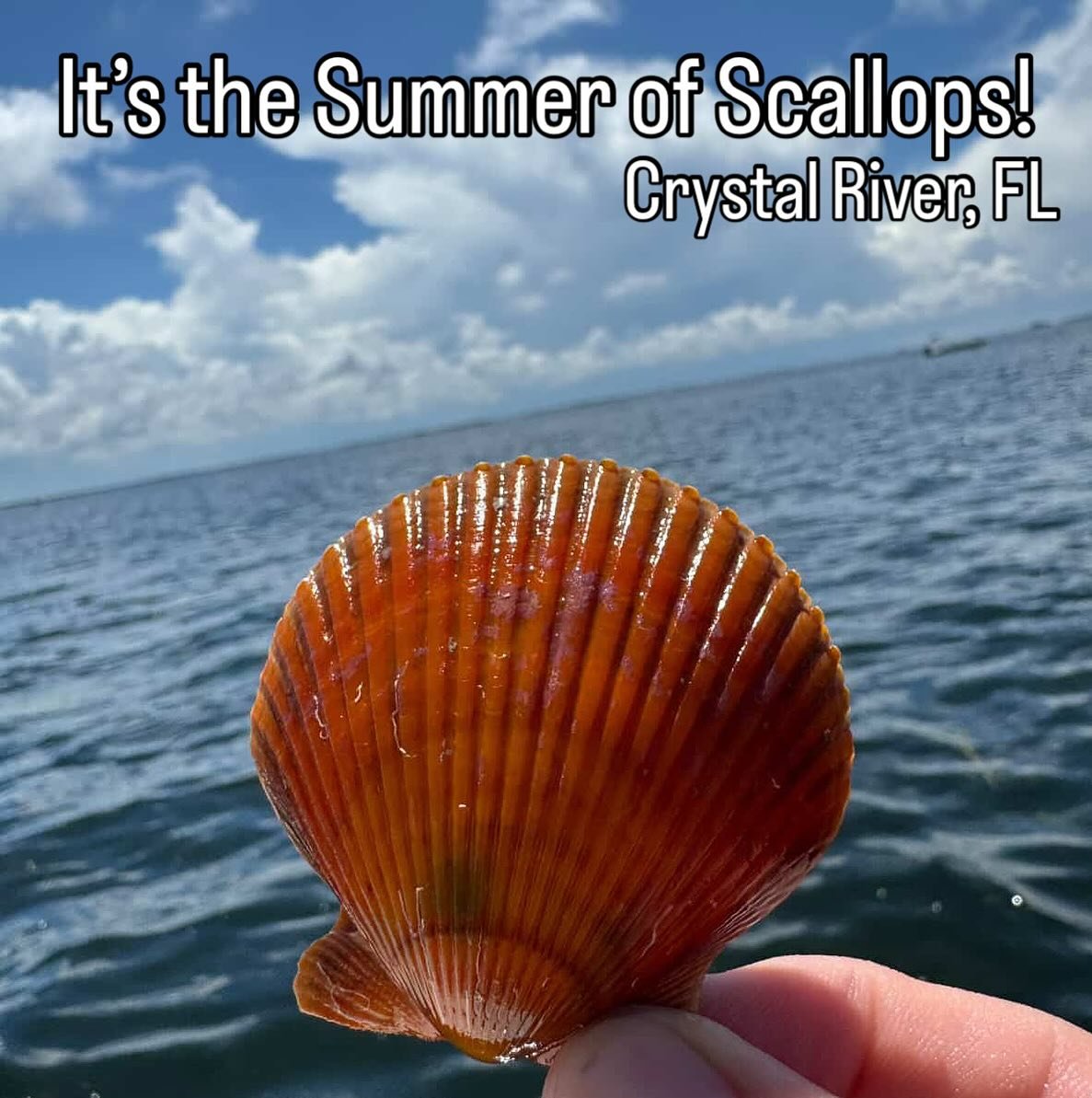 Get out of your shell, and get out on the water today! No boat? No problem! Rental boats available daily! 352-795-3552 | www.twinriversmarina.com #crystalriverfl #florida #scallopseason