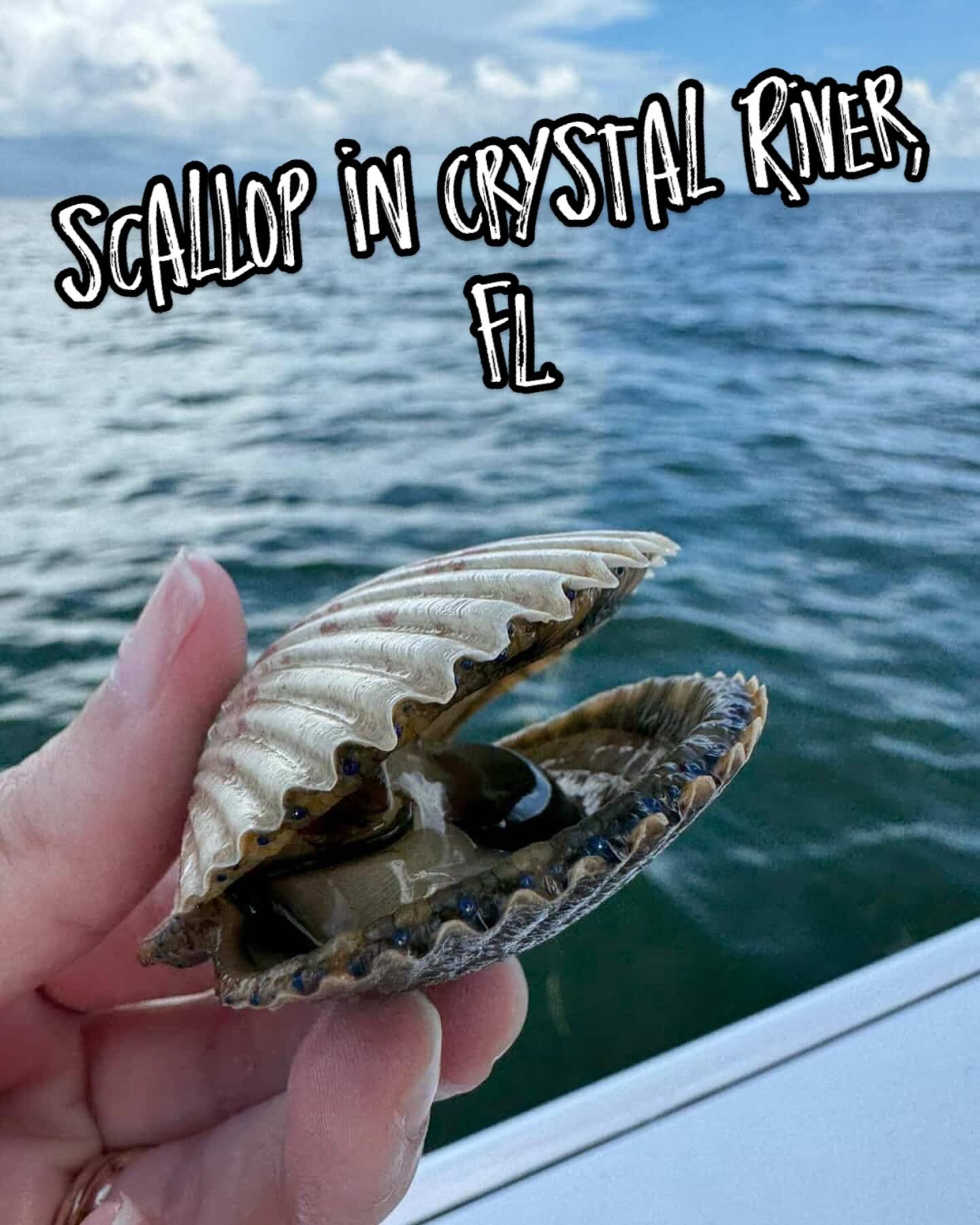 The search for scallops is on, and there are plenty to find this year! Get out on the water today! Rental boats available daily 7am-5pm. BOOK NOW 352-795-3552 #scallopseason2025 #scallop #crystalriverflorida #florida #summer