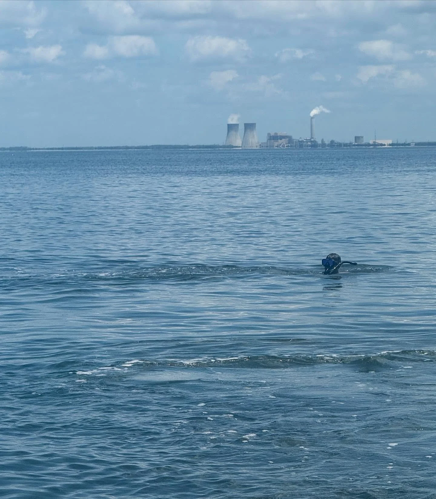 The search for scallops is still on! Everyone is still finding lots of scallops here in #crystalriverflorida Don’t miss out on the fun! Rental boats available daily! 352-795-3552 #scallop #scalloping #scallopingseason #floridagulfcoast