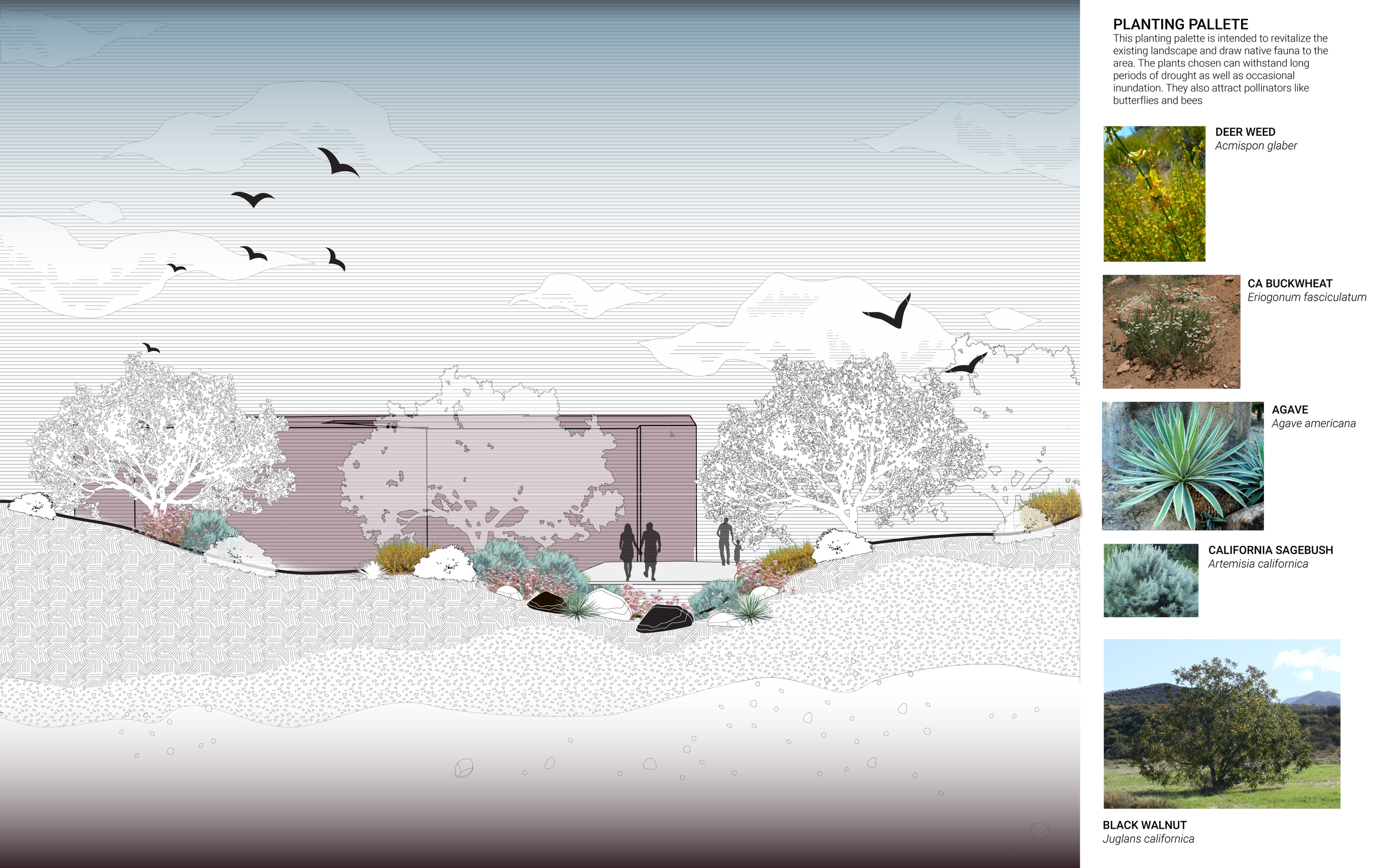 1.D Rendered Section elevation with planting palette. This elevation shows the proposed bioswale with added rocks to slow down and filter water runoff from nearby buildings. 