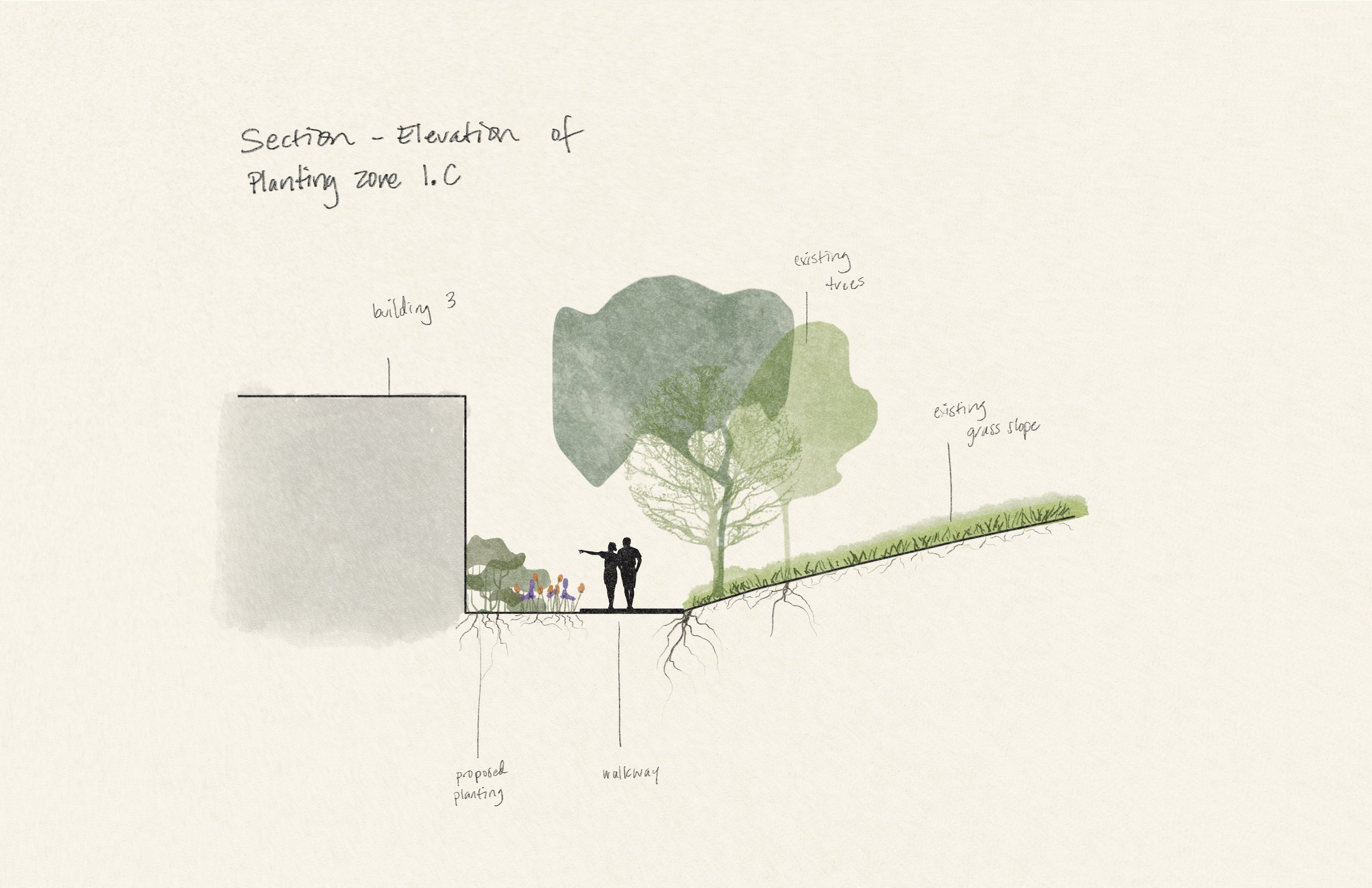 2.D Section elevation of proposed planting zone 1.C on Cal Poly Pomona Campus