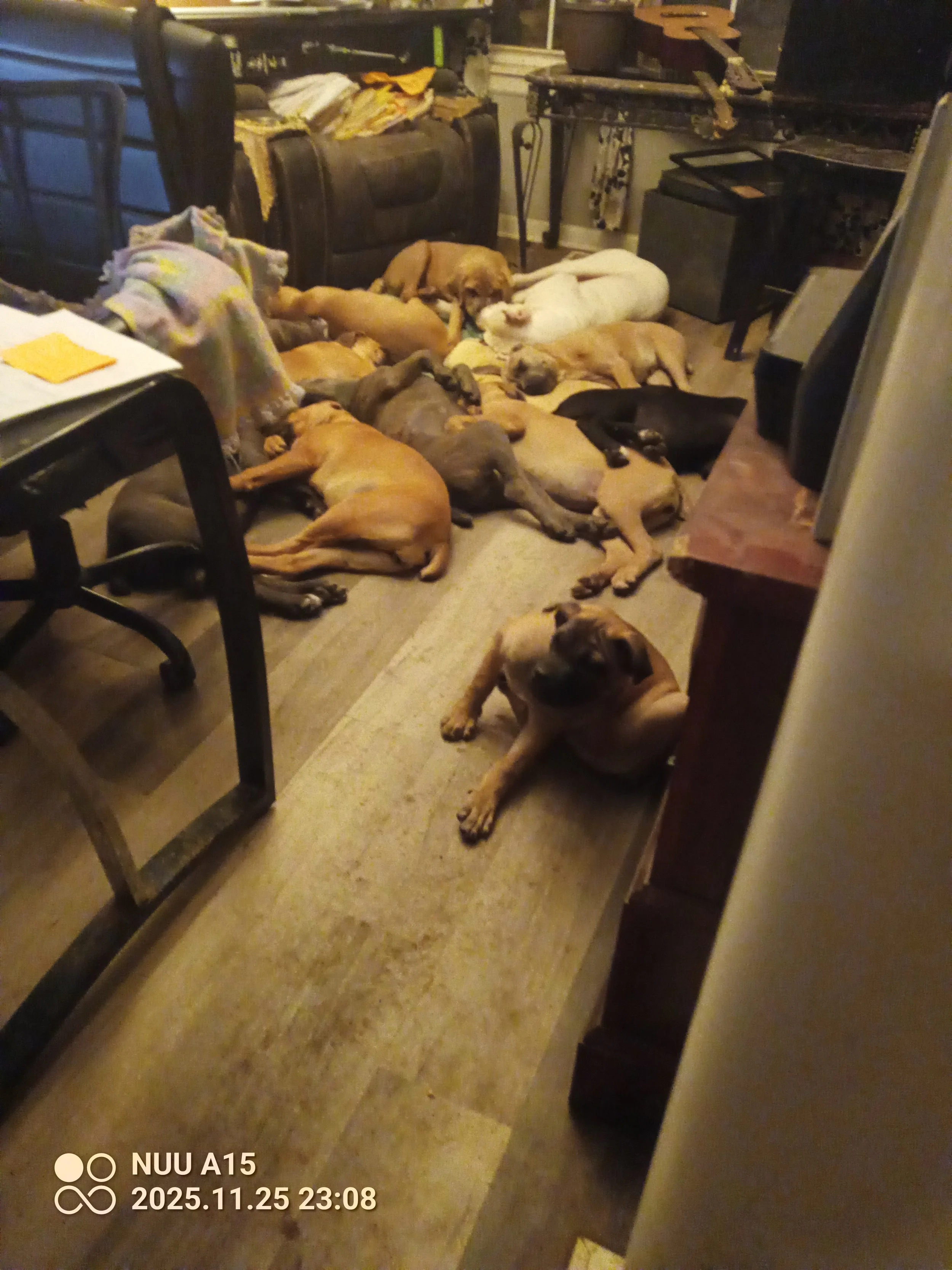 IMG_20251125_230829_790 - Copy.jpg