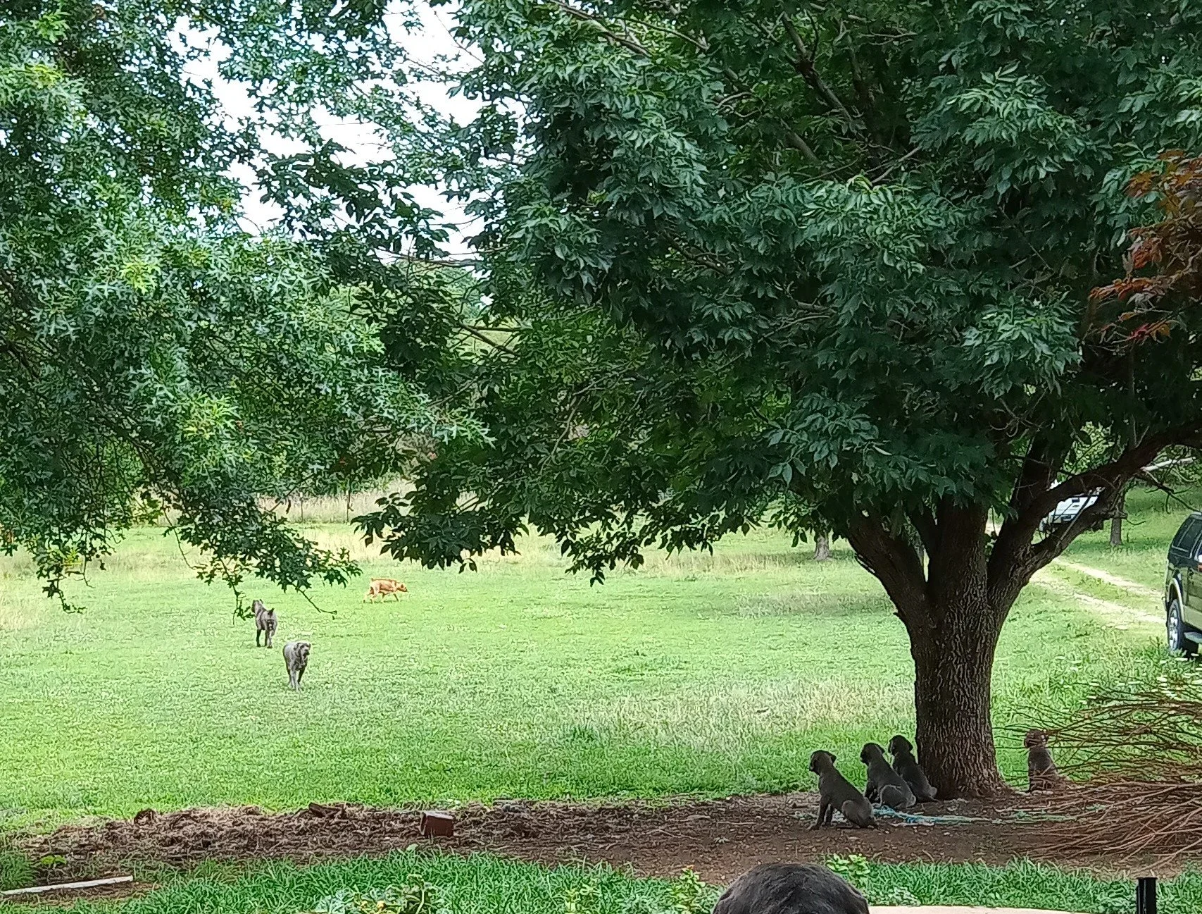 kIP 11W watching the bigs -learning.jpg