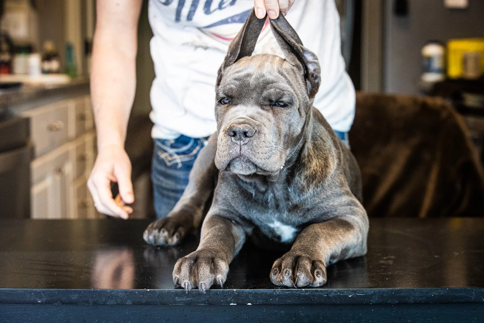 Billy Cane corso Female Blue Brindle