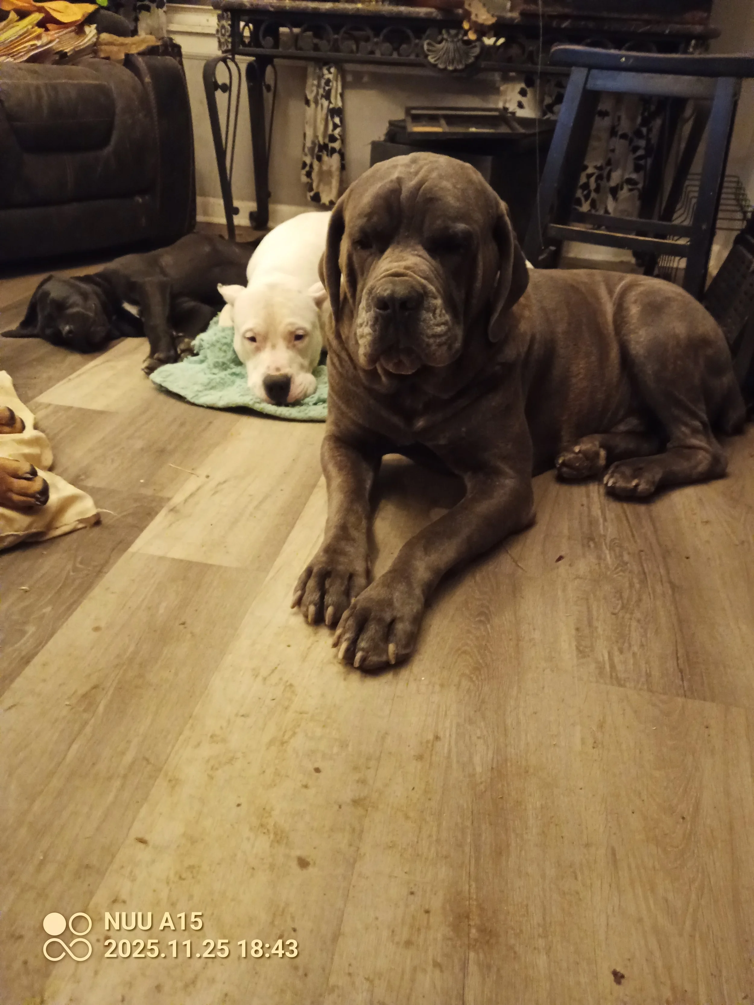 IMG_20251125_184304_491 - Copy.jpg