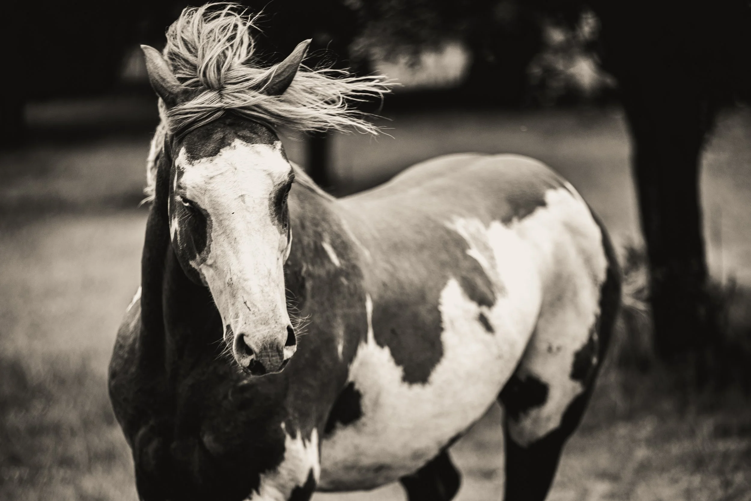 CC-Farms-Horses-137.jpg