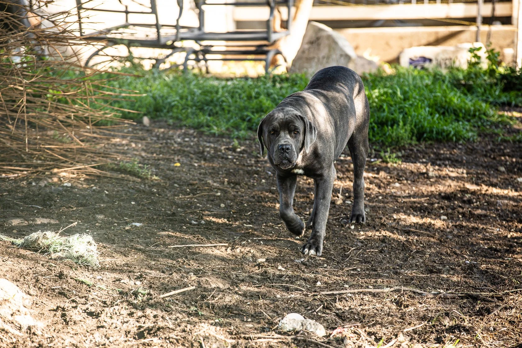 bailey kip kash 1 yr male intact stud