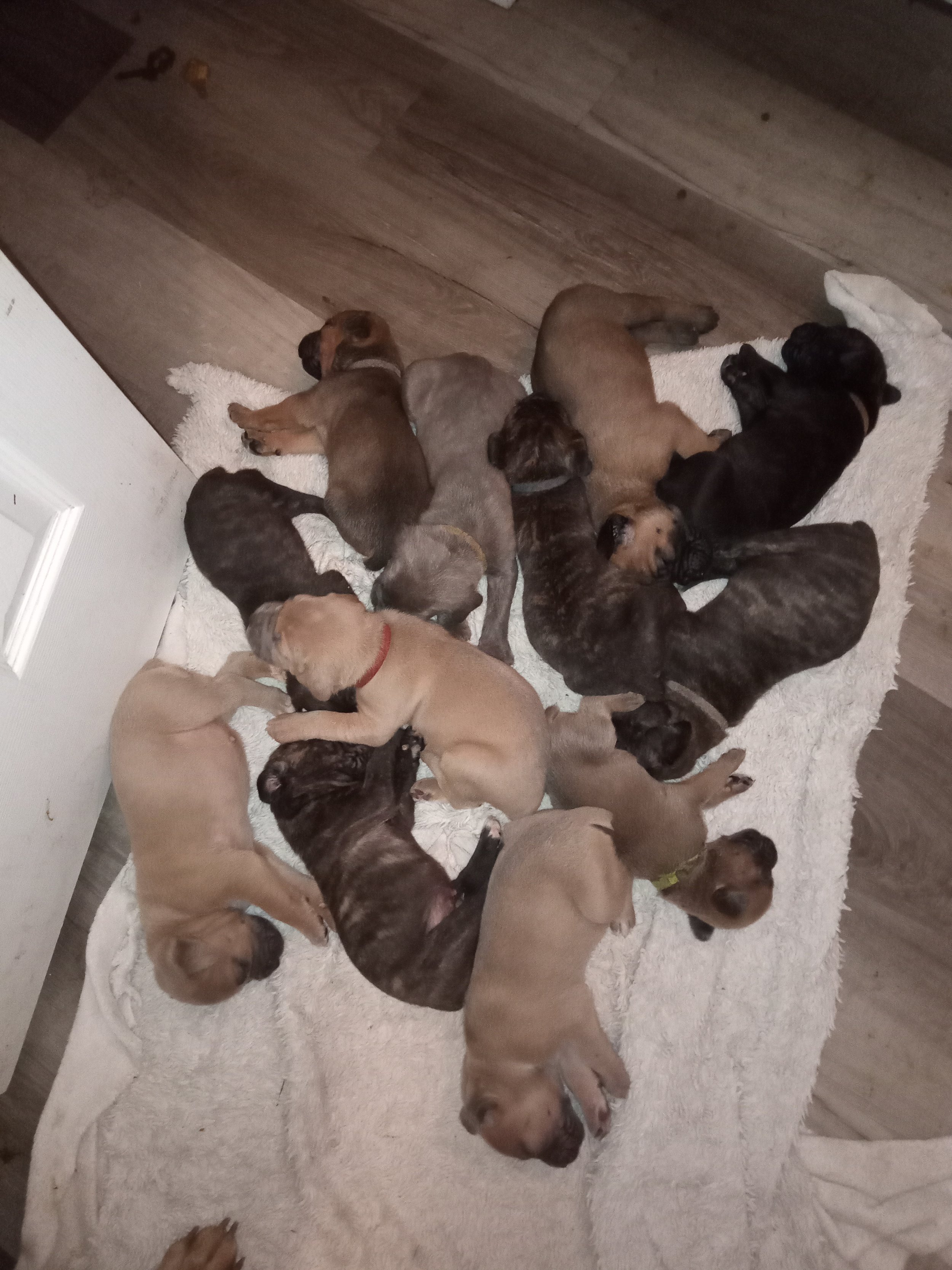 kelsi tit LITTER.jpg