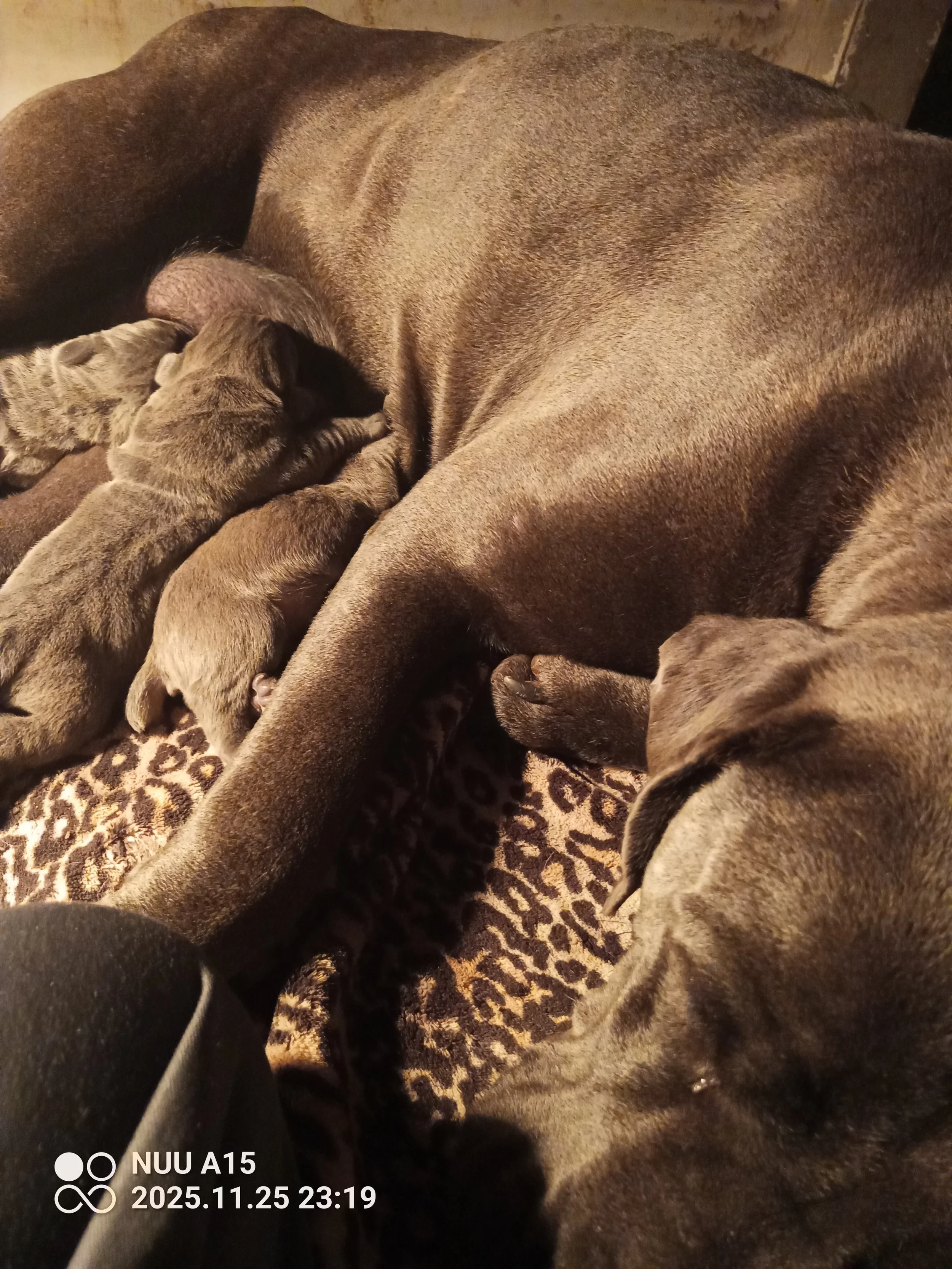 IMG_20251125_231917_861 - Copy.jpg