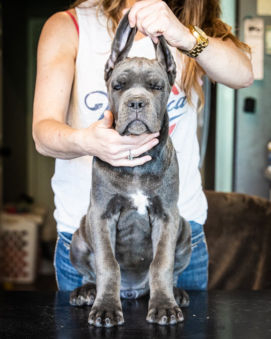 billy female blue brindle CC