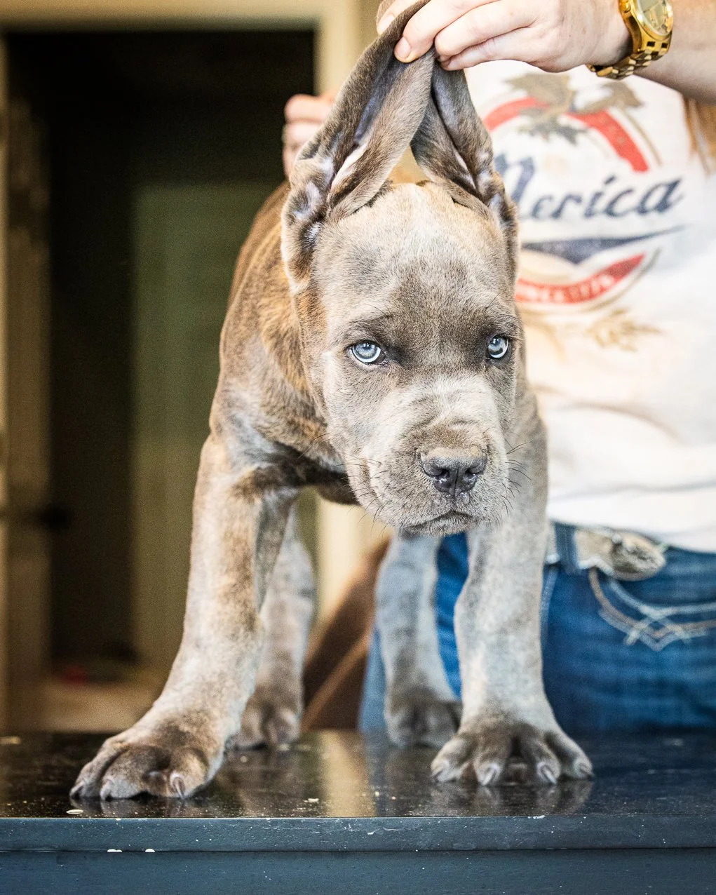 Moose male CC blue brindle